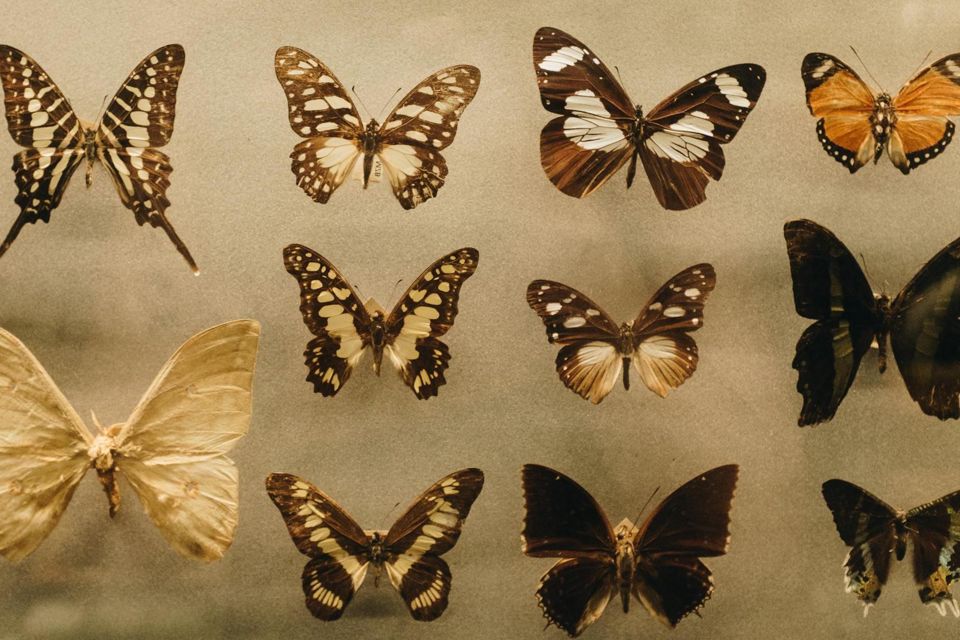 Photo of Assorted Butterflies