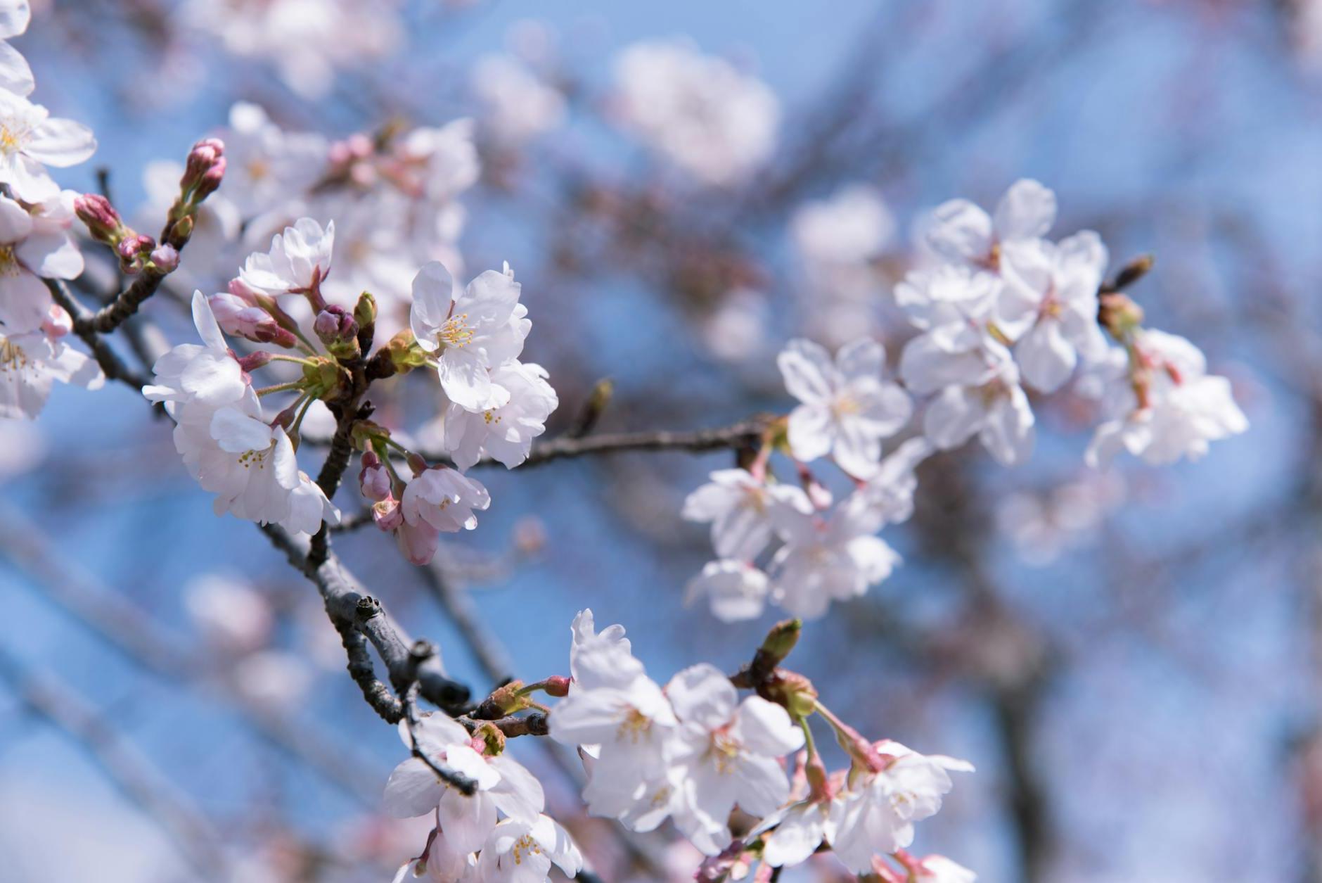 Selective Focus Photography of Pink Flowers