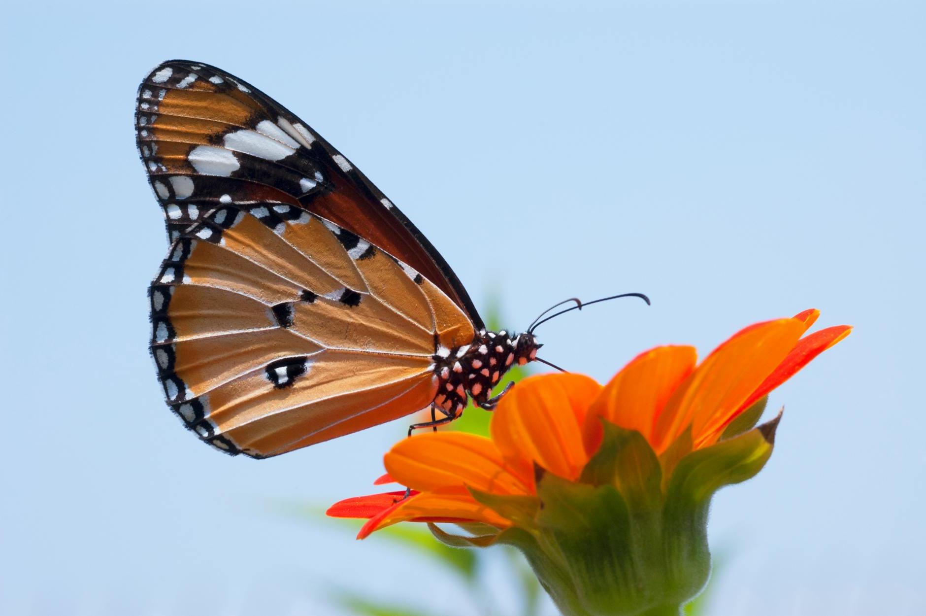 Close Up Photo of Monarch Butterfly on Top of Flower