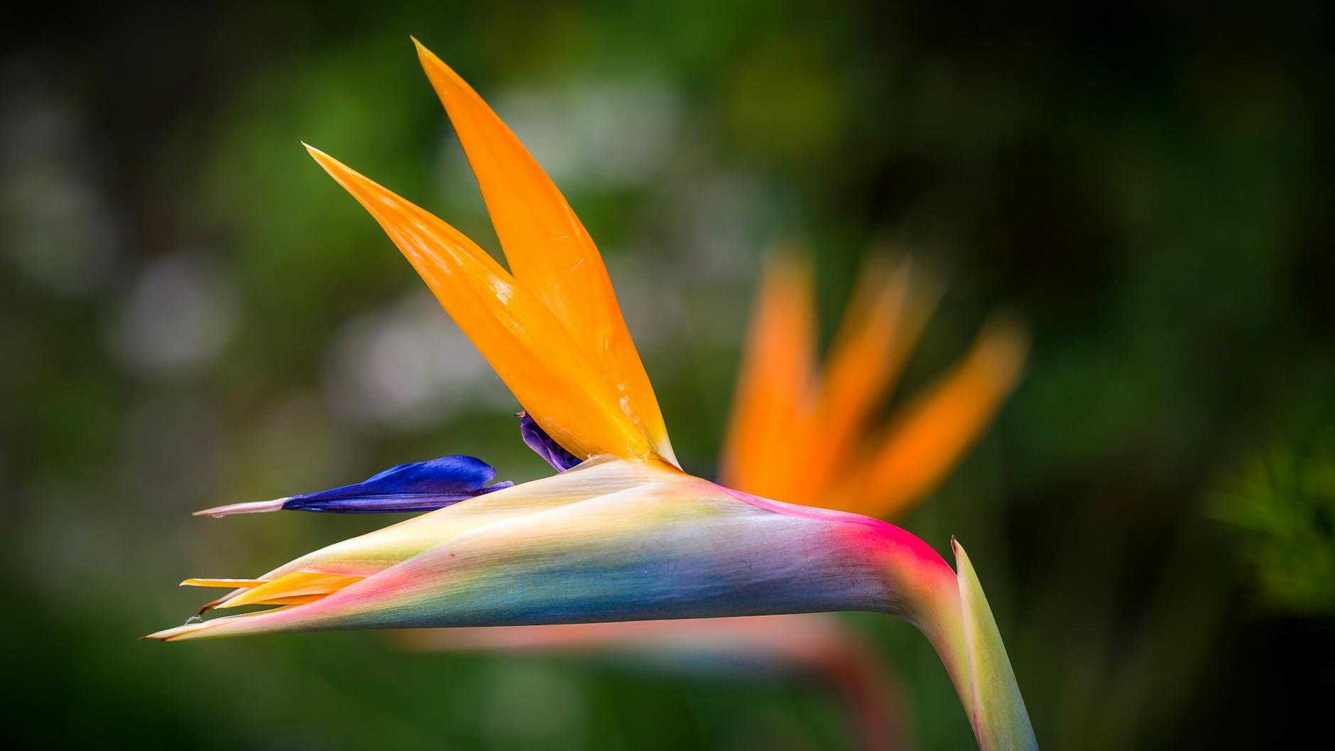 Closeup Photography of Bird of Paradise Flower