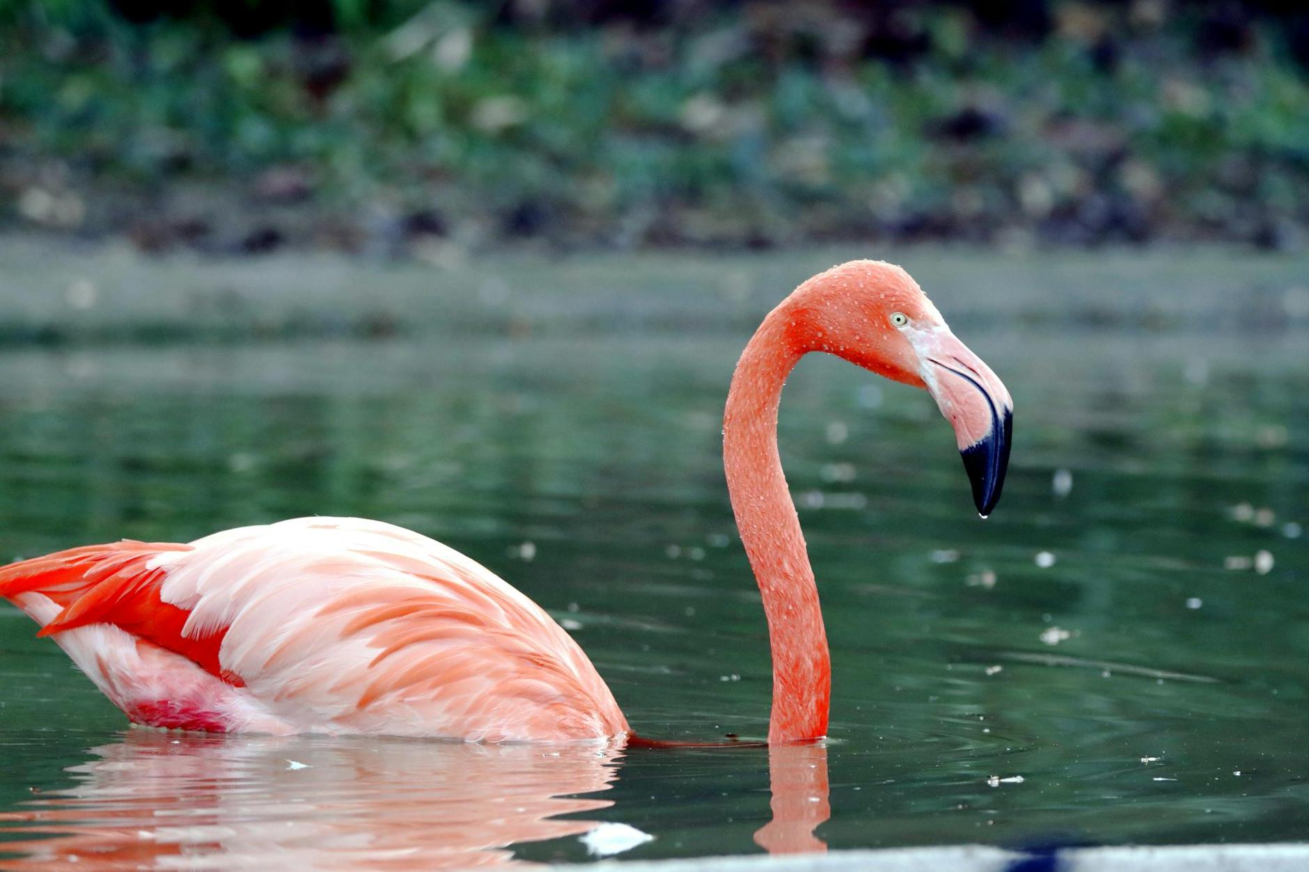 Shallow Focus Photo of a Pink Flamingo on Water