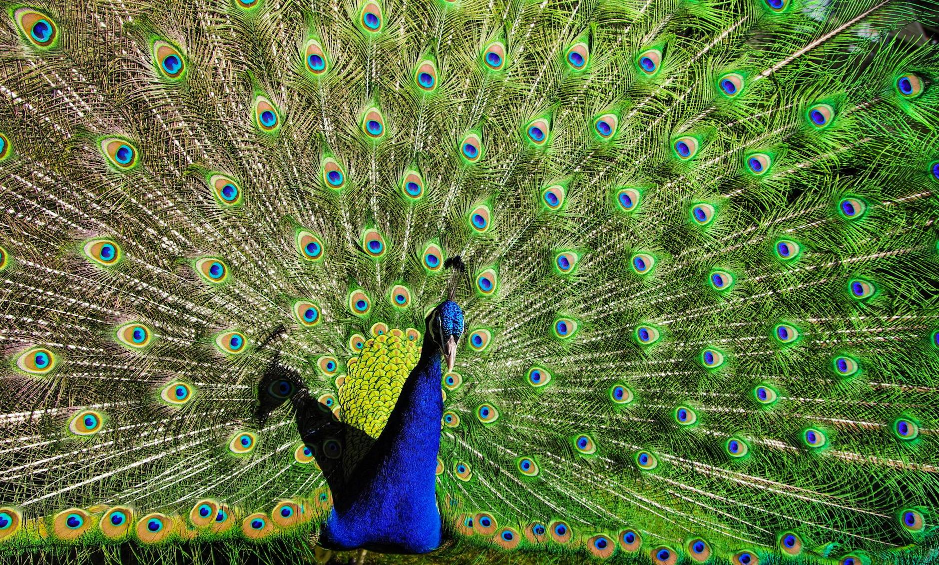 Blue and Green Peacock