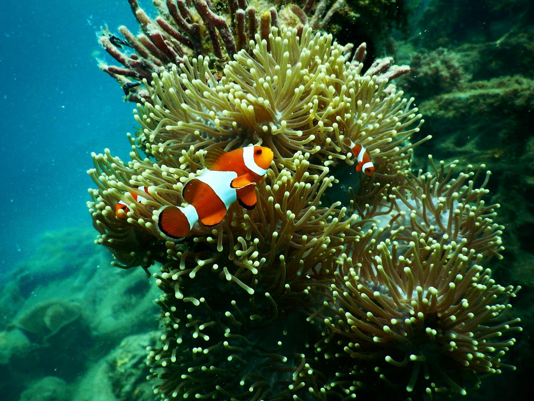 Clownfish near Coral Reef