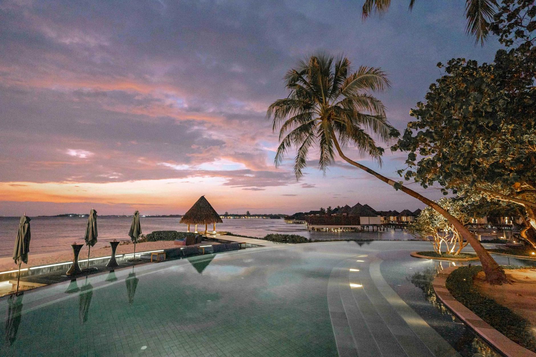 Palm Trees Near Body of Water during Sunset