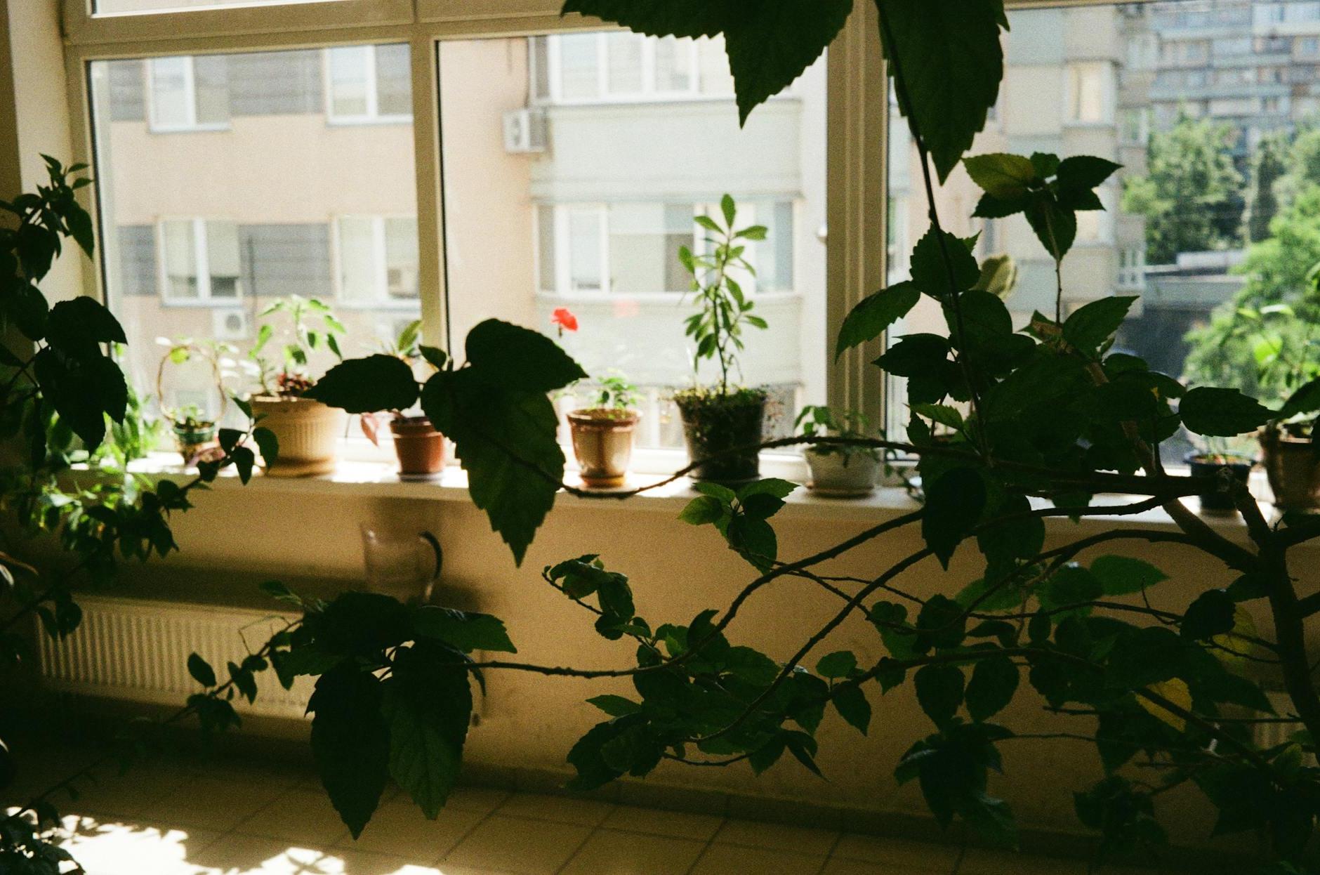 Potted Plants on Window Sill