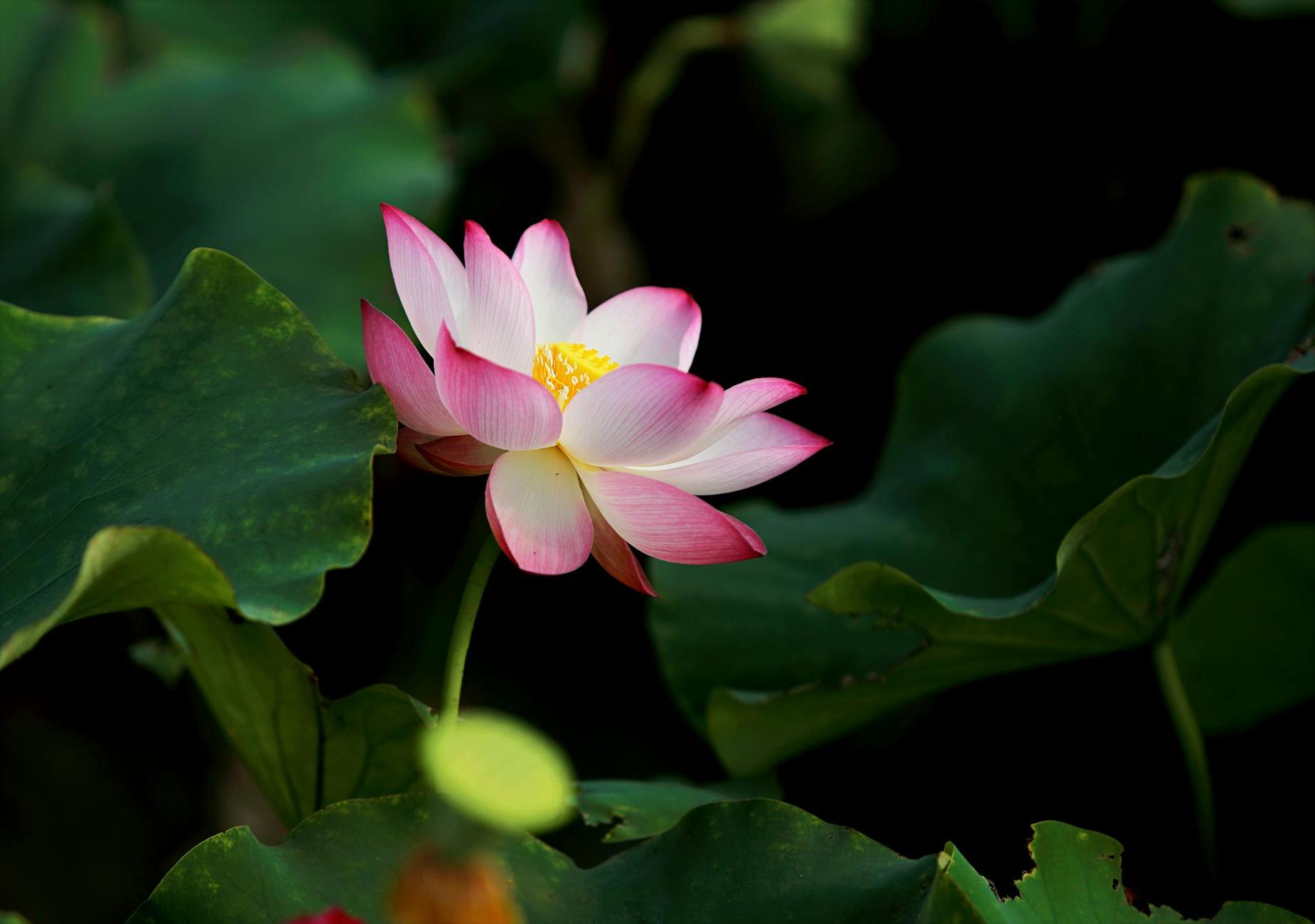 Selective Focus Photography of Pink Petaled Flower in Bloom