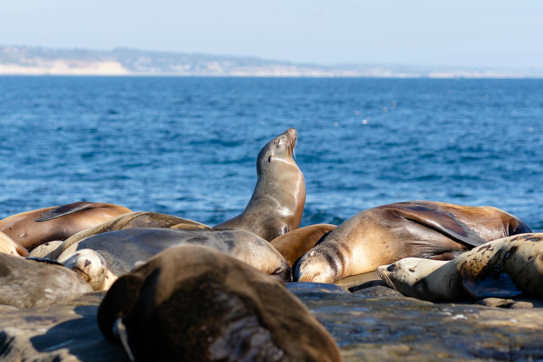 a seal sits up to soak in some extra sun while other seals sleep