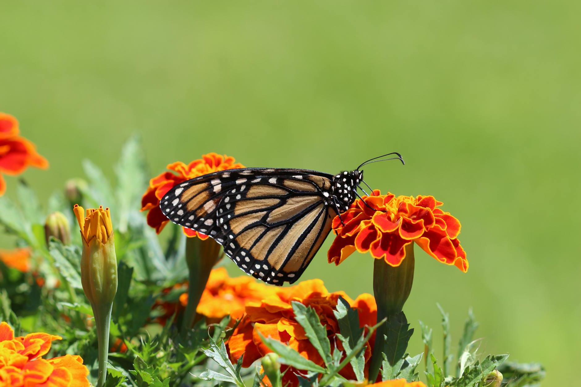 Selective Focus Photography Of Monarch Butterfly Perched On Marigold Flower