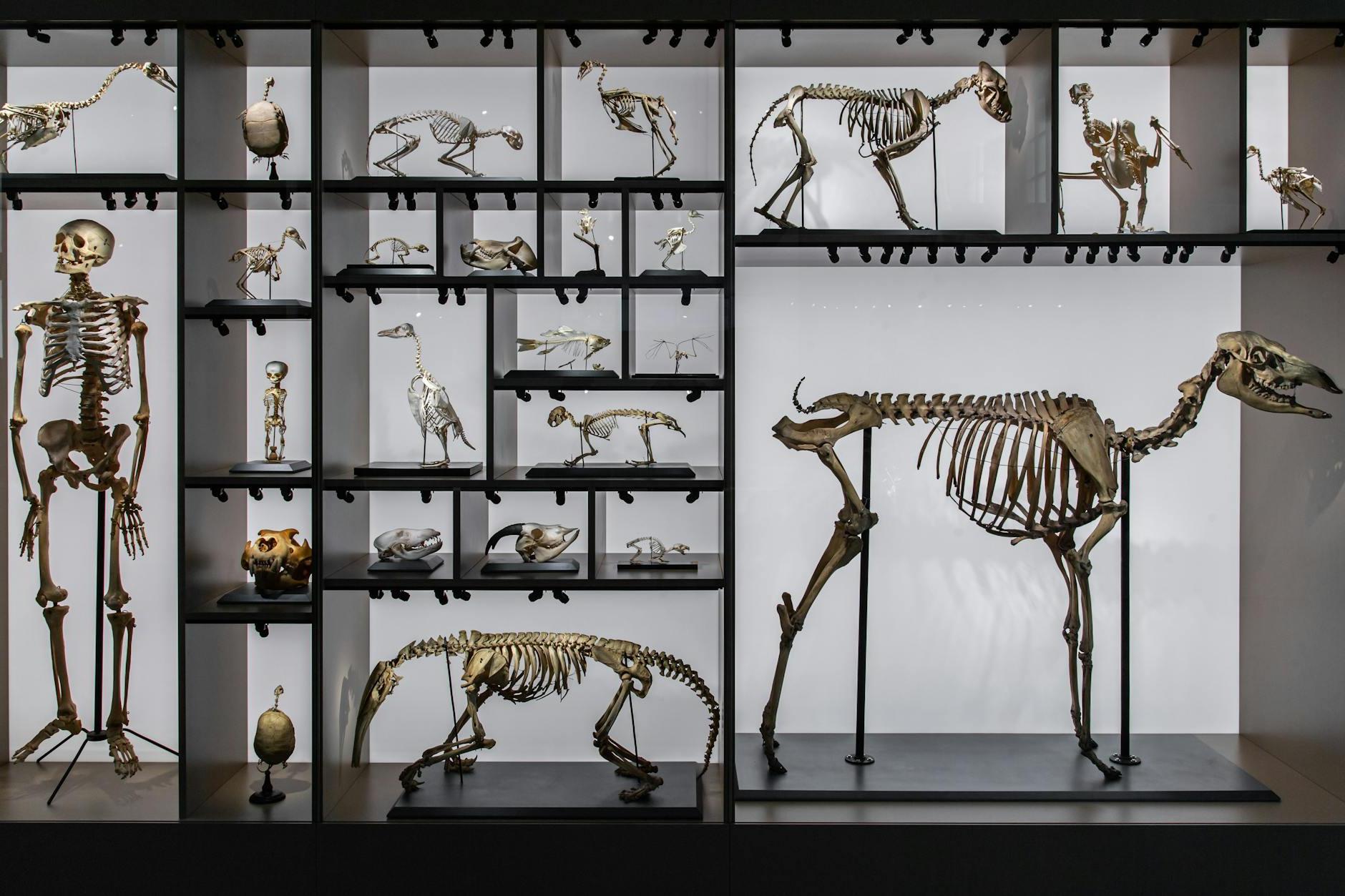 Dinosaur and Human Skeletons