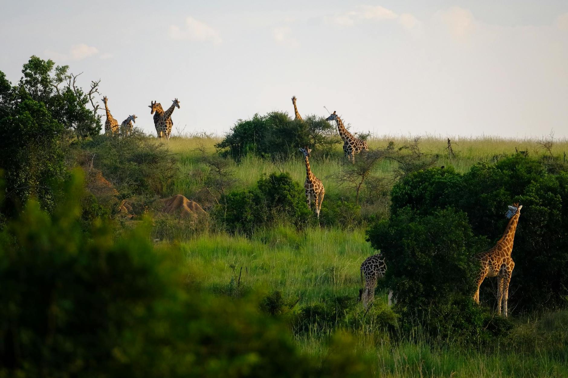 Giraffes Standing on Grass Field Surrounded by Plants