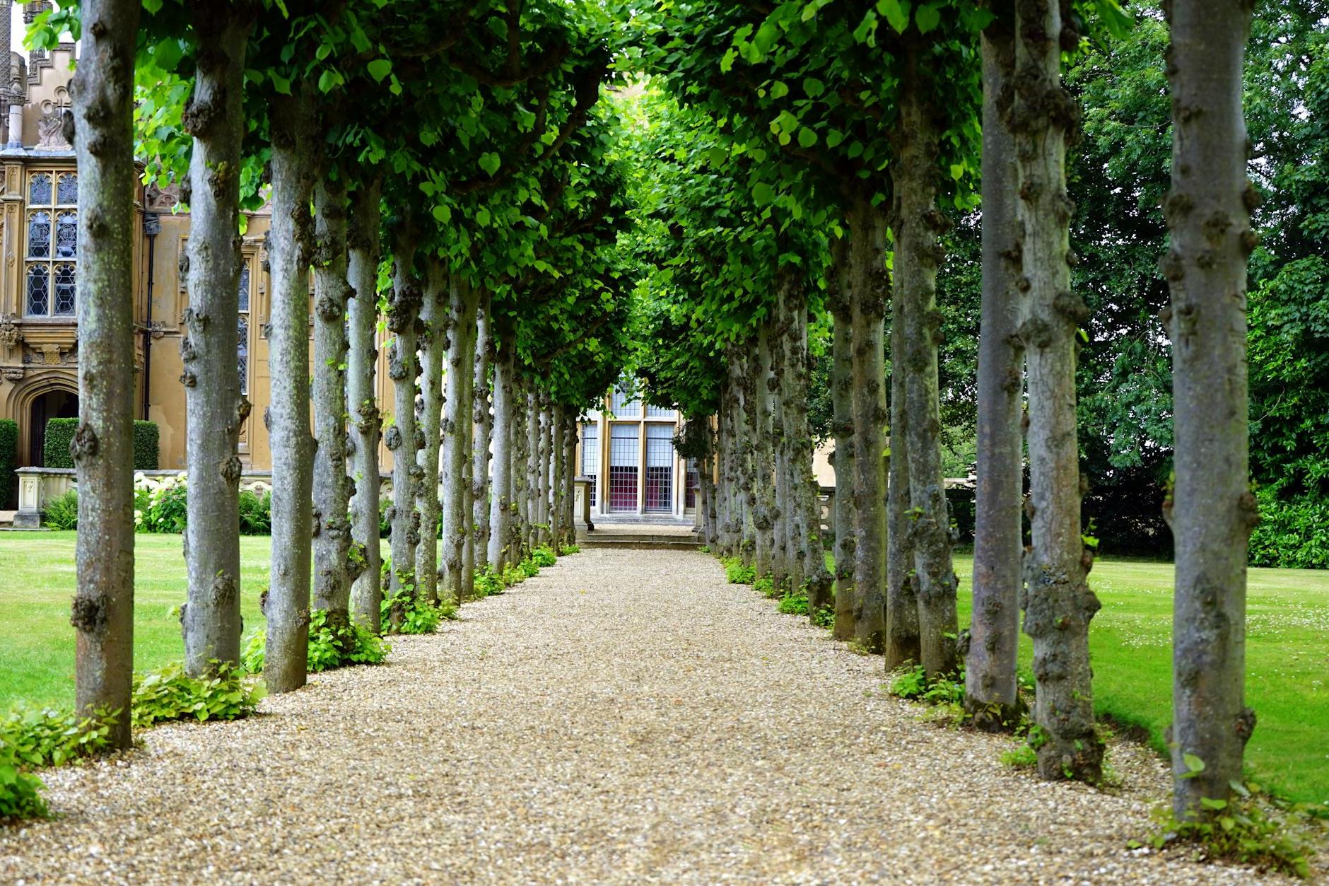 Pathway Between Trees Towards House