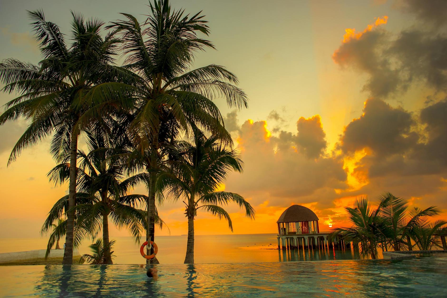 Palm Trees Near Body of Water during Sunset