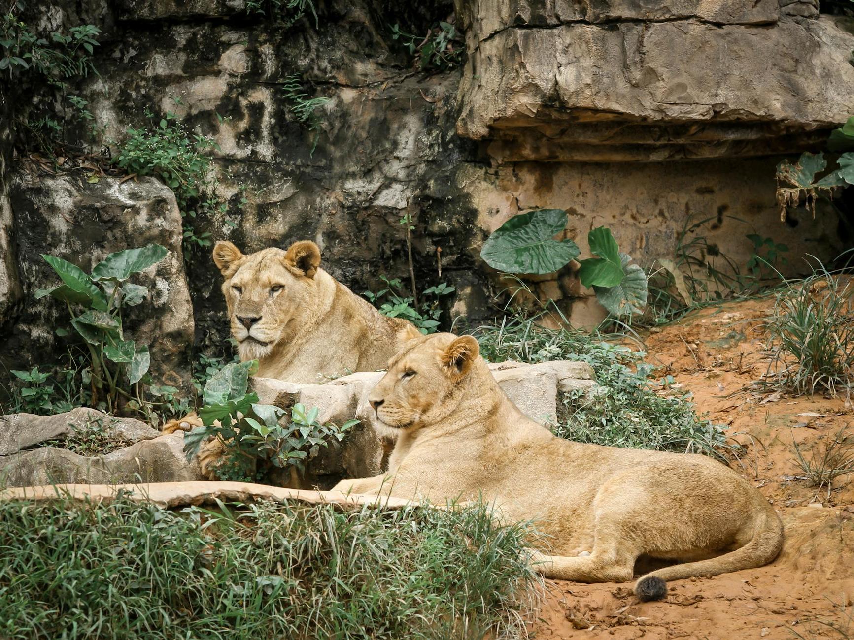 Two Lioness Lying Down in a Zoo