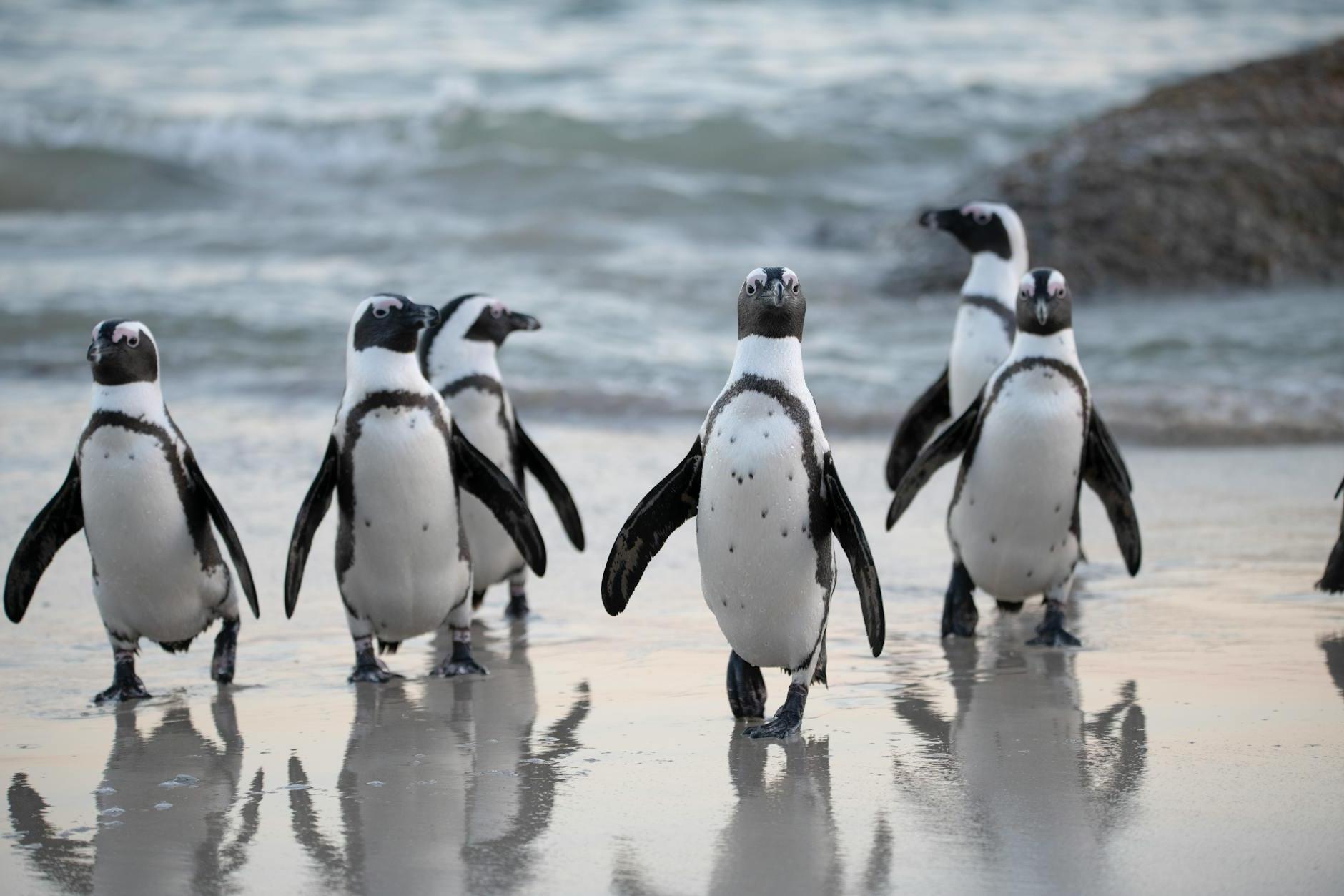 Flock of Penguins Near Sea