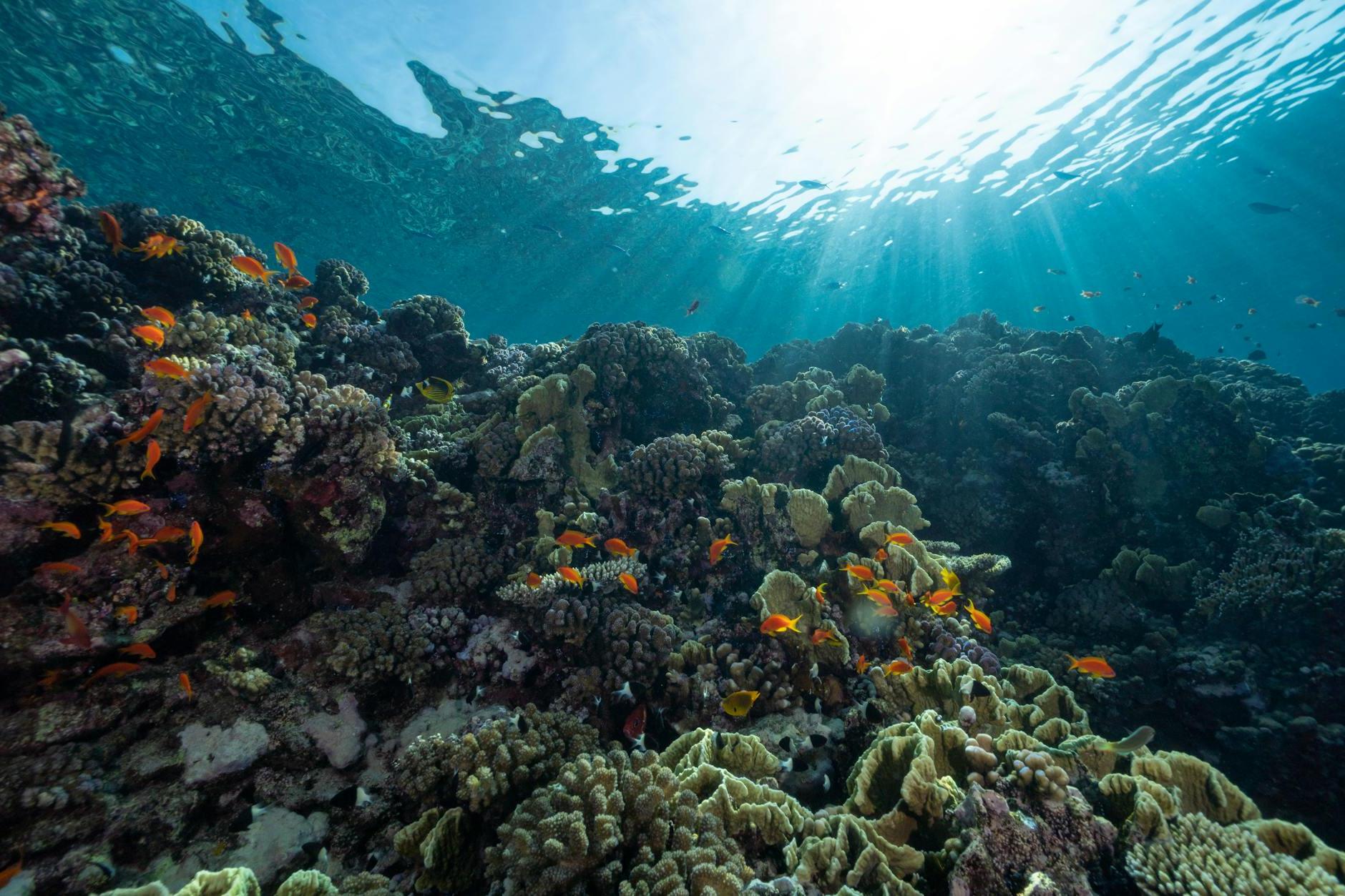 Underwater View of Coral Reef and Flock of Little Fish