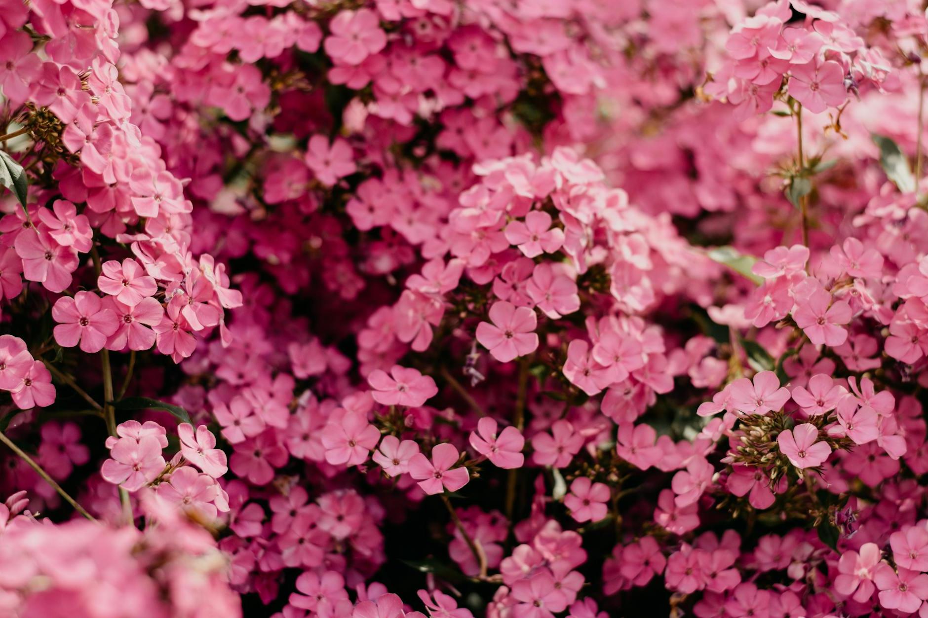 Closeup Photo of Pink Petaled Flowers