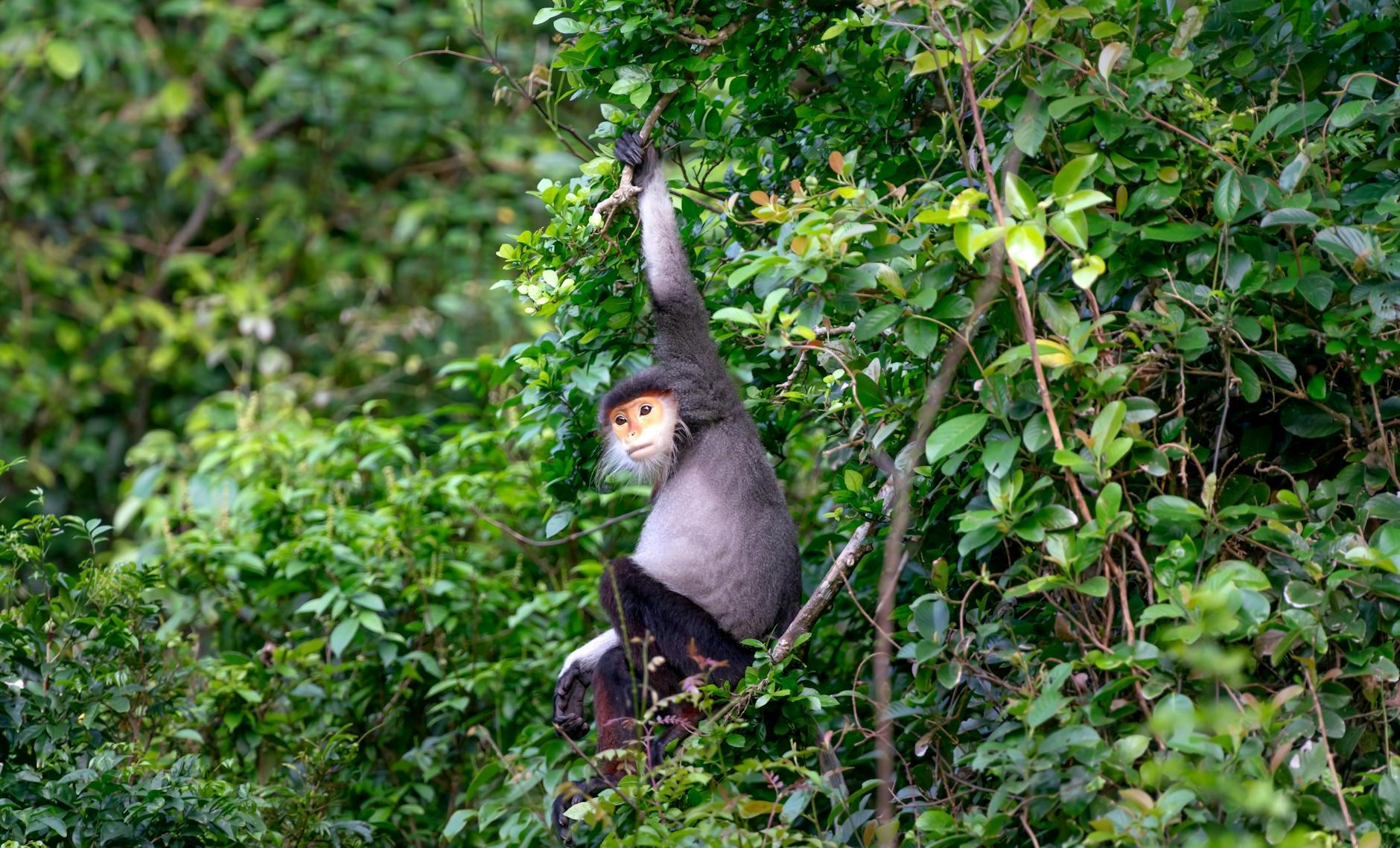 Monkey Hanging on Tree Branch