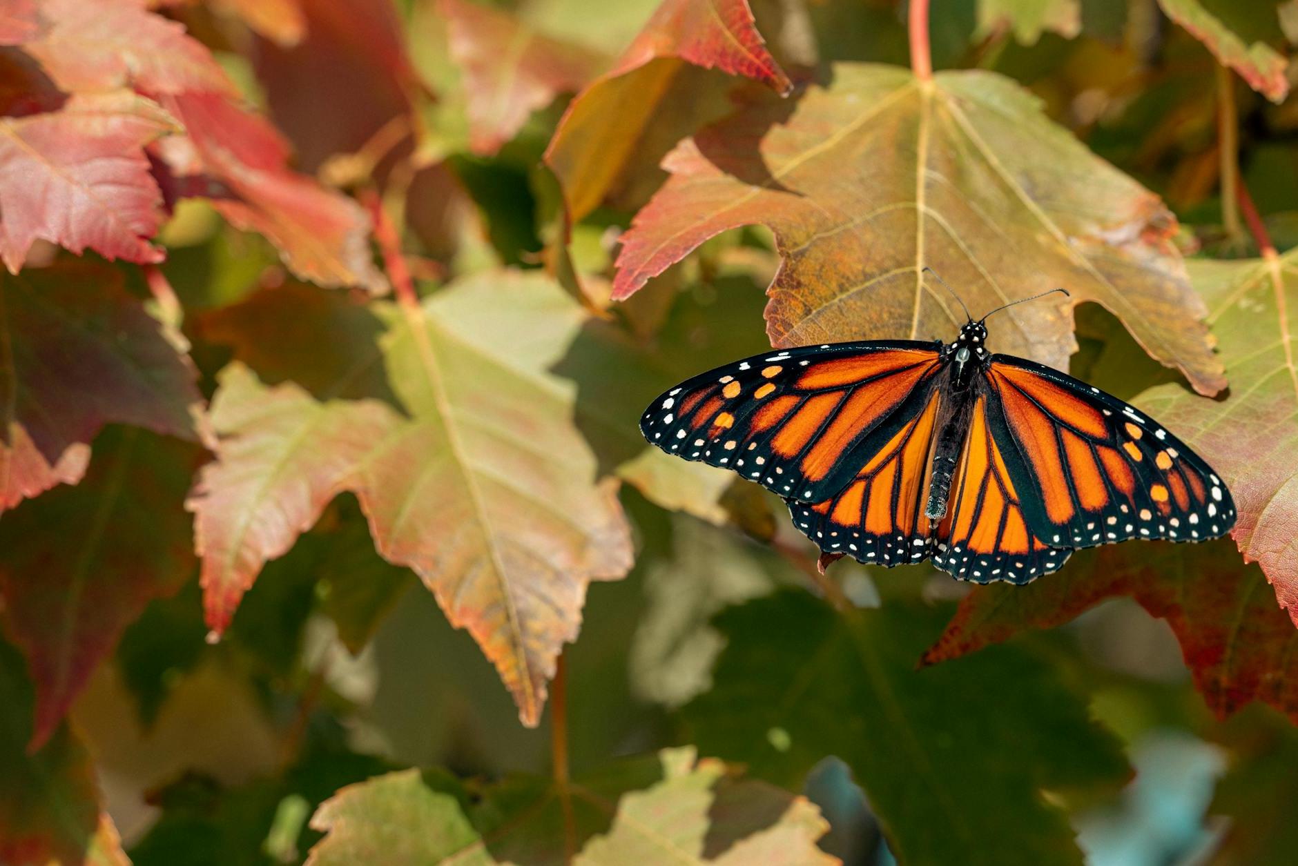 Monarch Butterfly Perched on a Leaf