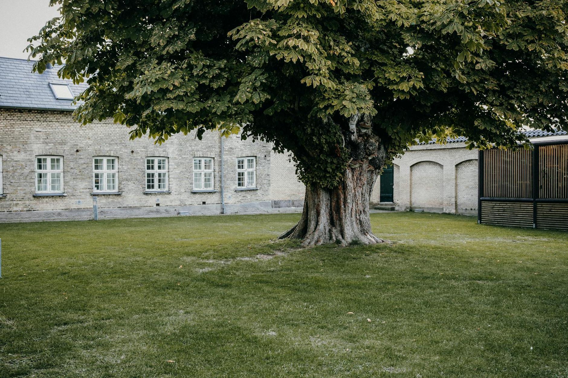 Big Tree on Lawn in Museum