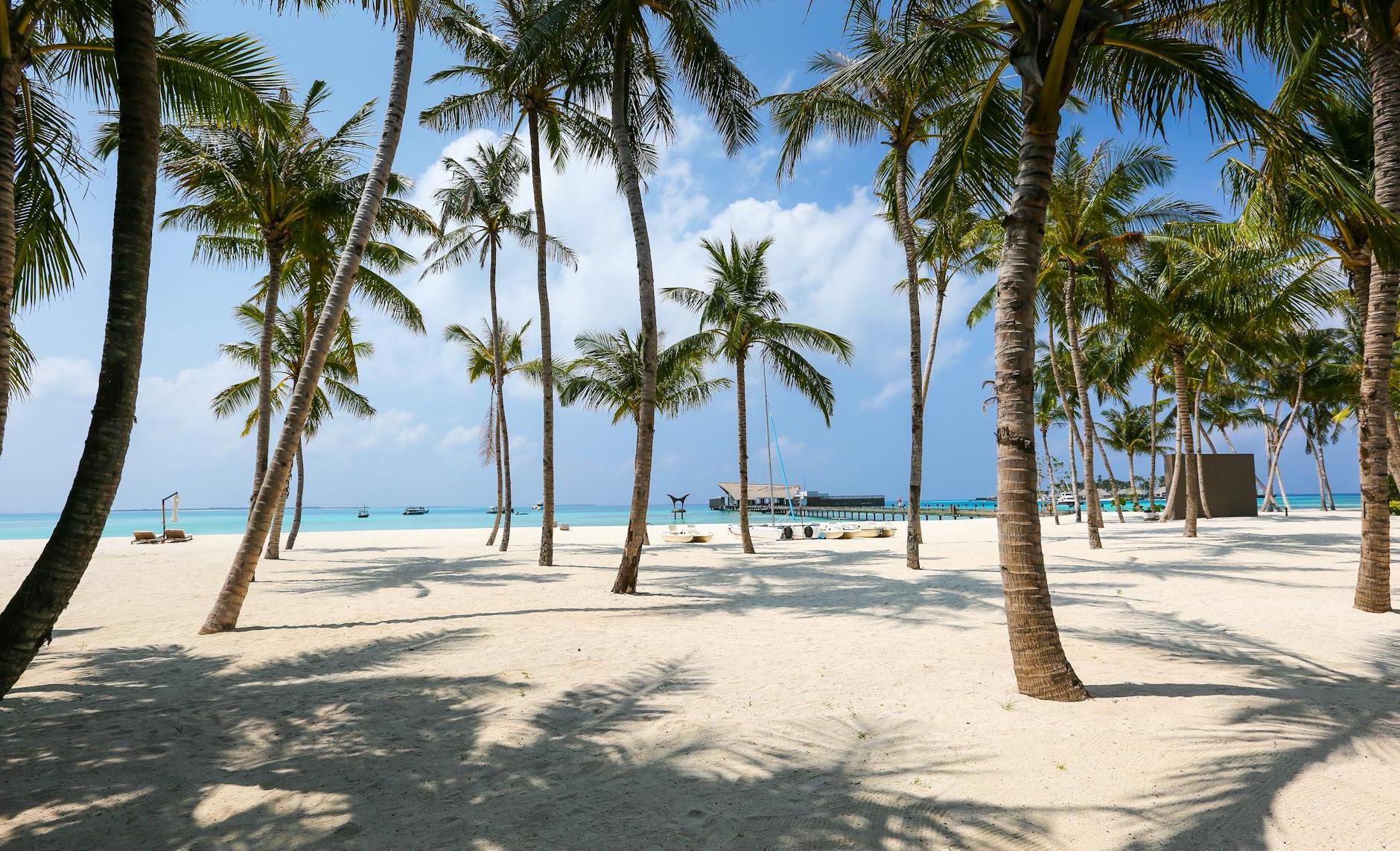 Photo of Beach and Palm Trees