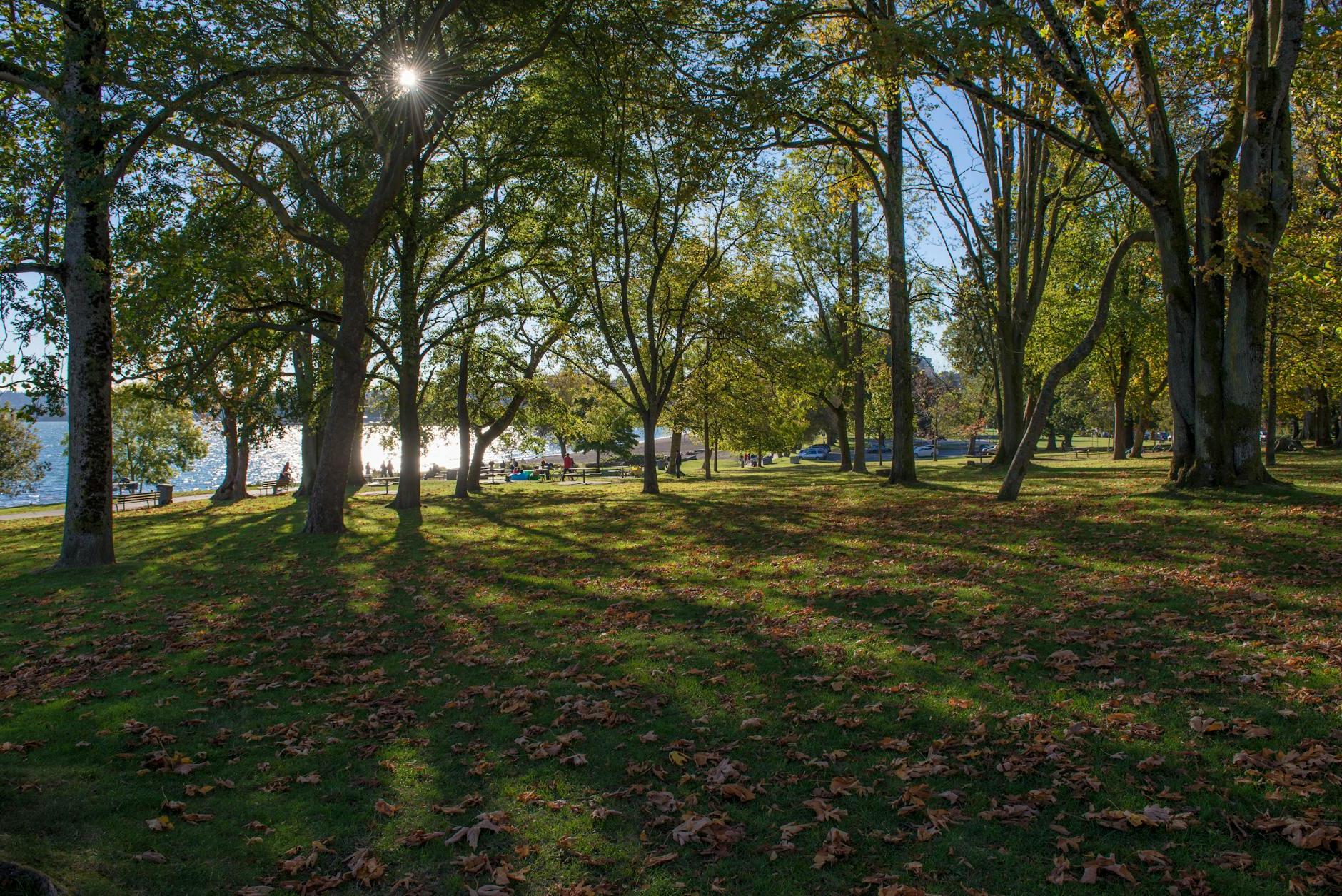 Grass and Trees in Park in Vancouver, Canada