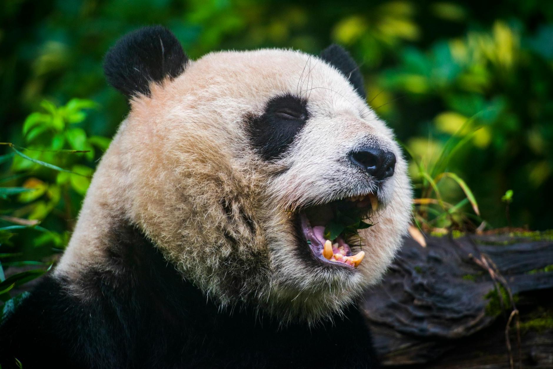 A Close-Up Shot of a Giant Panda