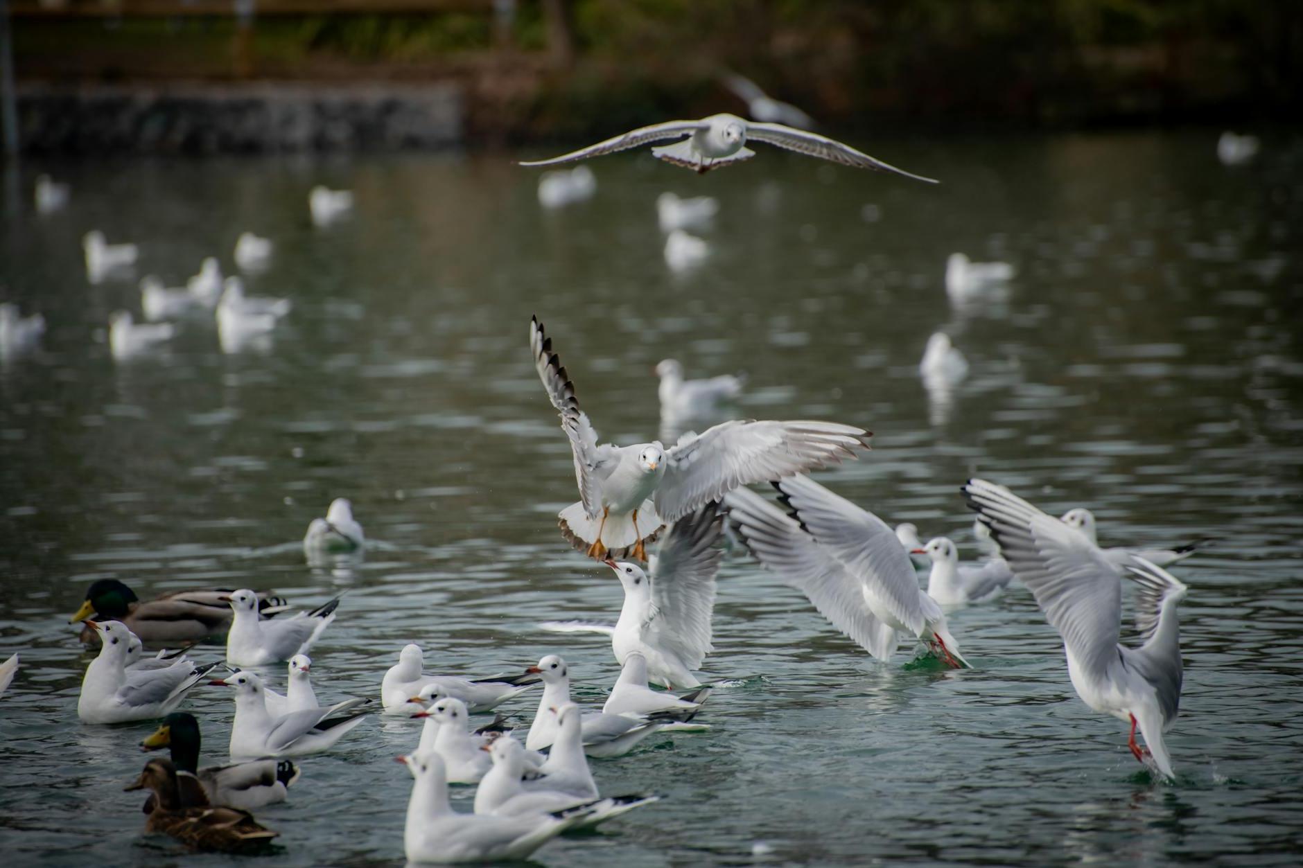 Seagulls and Ducks in Canal