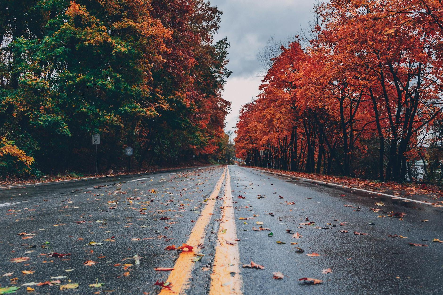 Concrete Road Between Trees