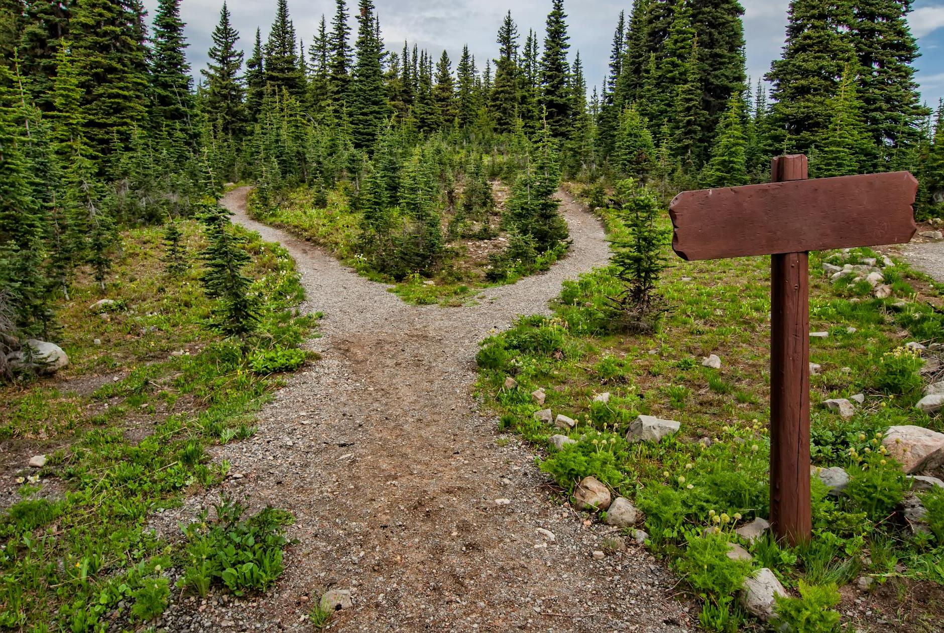 Photo of Pathway Surrounded By Fir Trees