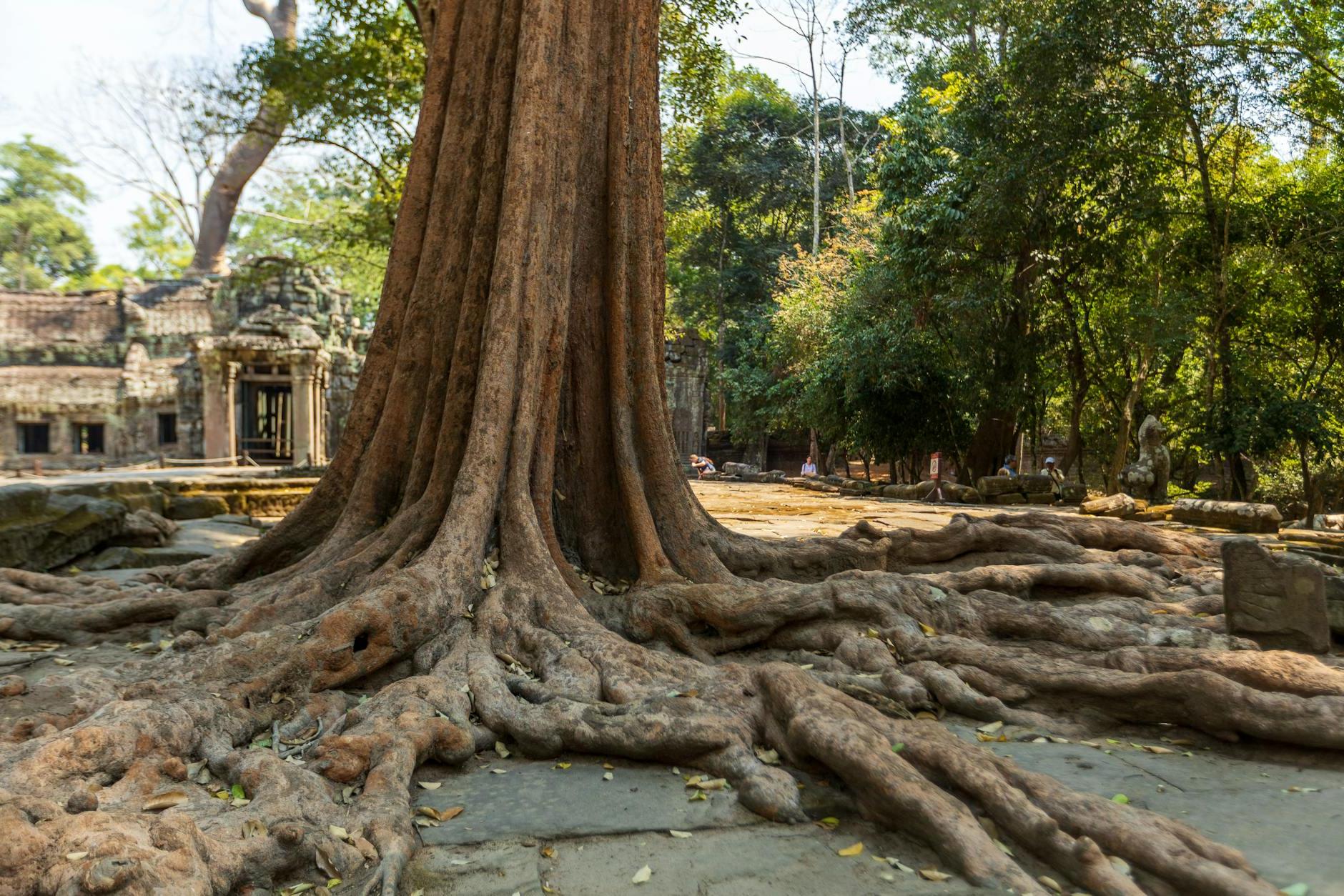 Ta Prohm Temple, Angkor Wat, Siem Reap, Cambodia