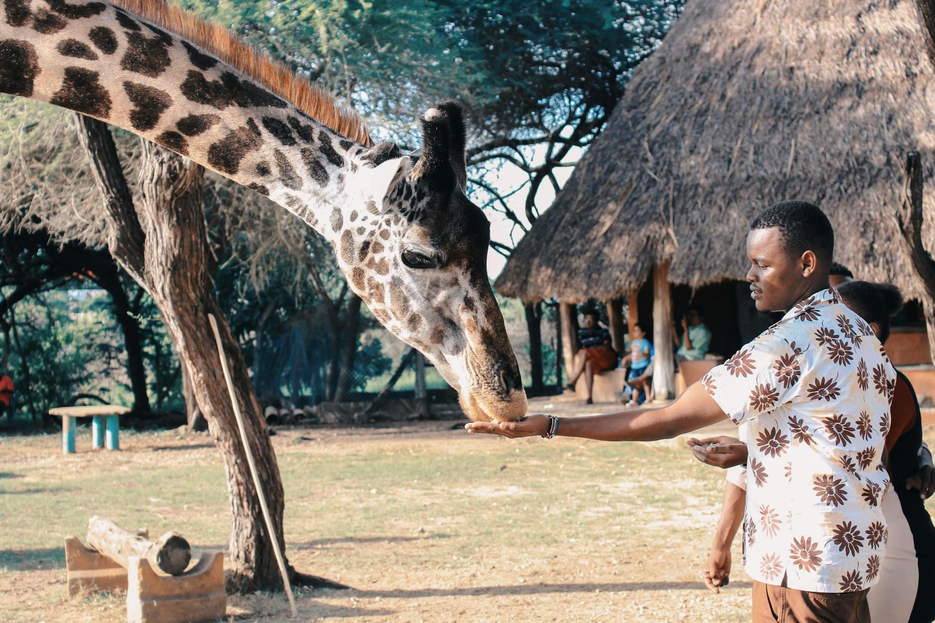 Person Feeding Giraffe