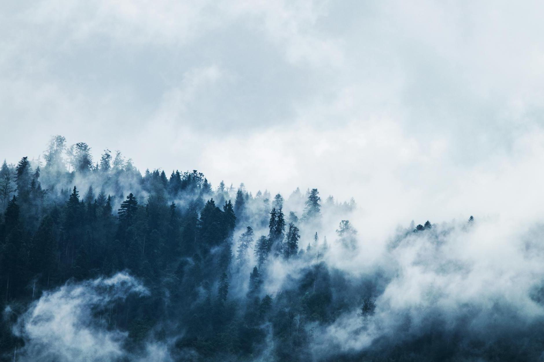 Green Pine Trees Covered With Fogs Under White Sky during Daytime