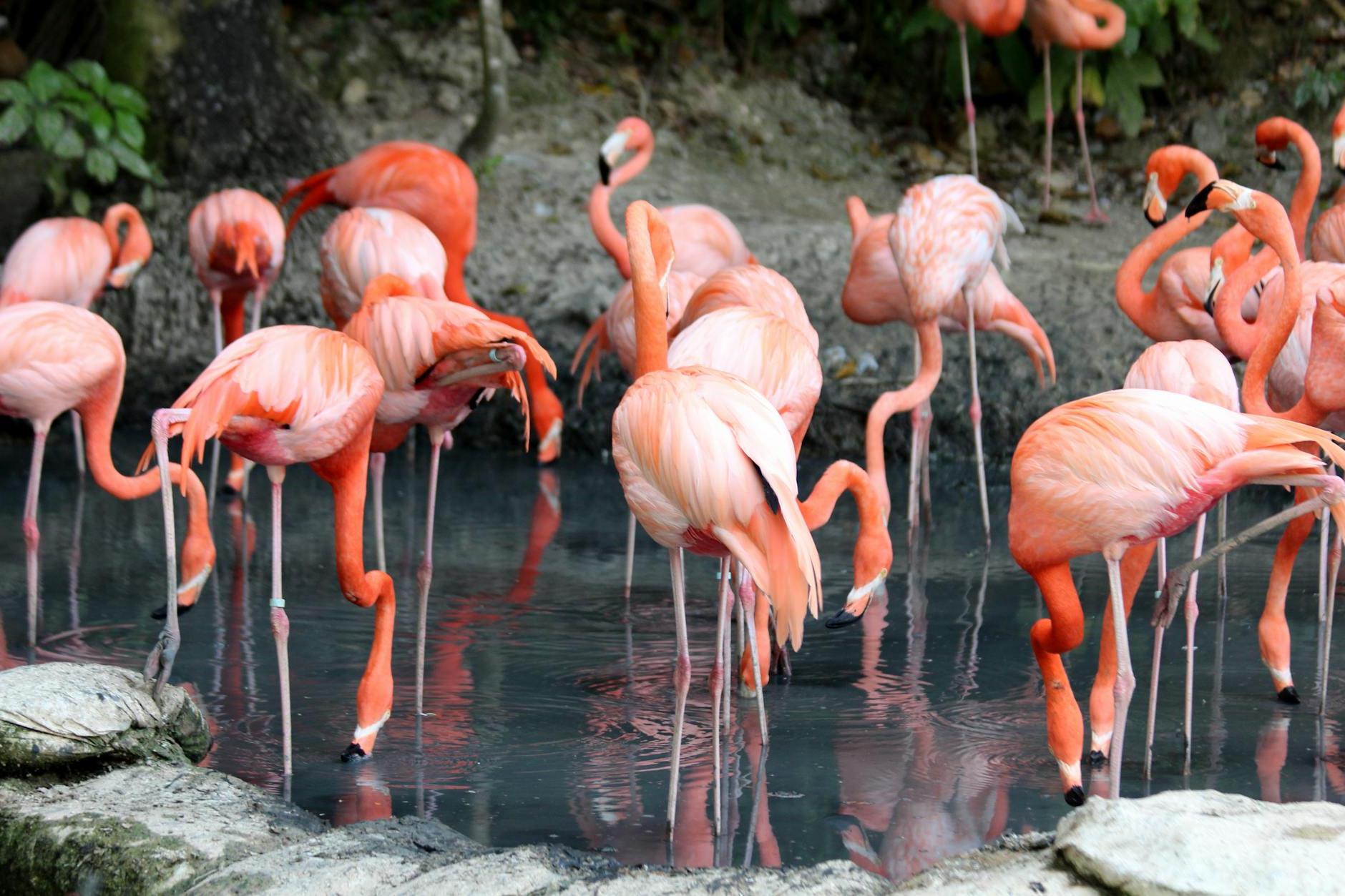 Flock Of Flamingo