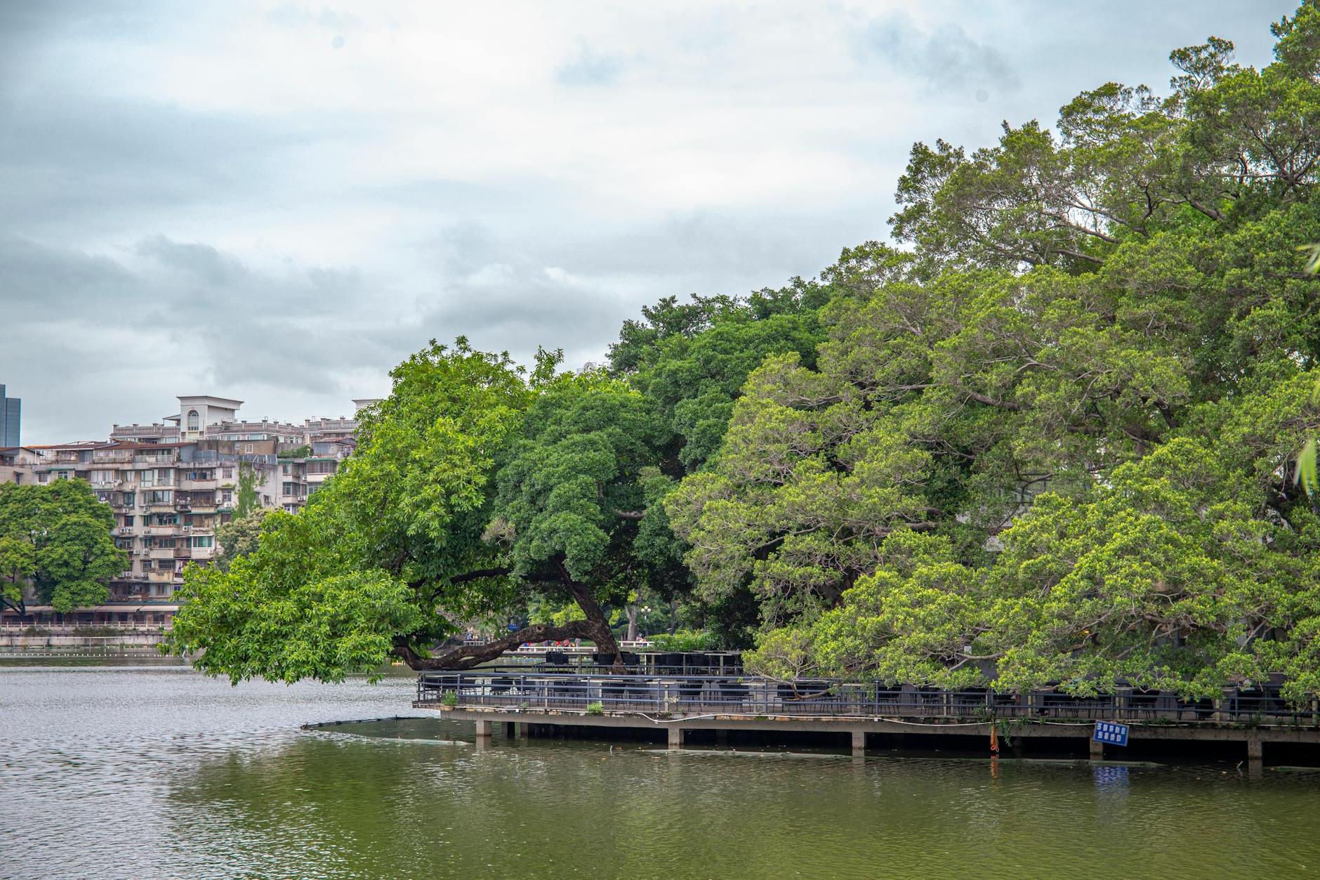 Mangrove Forest by the Lake