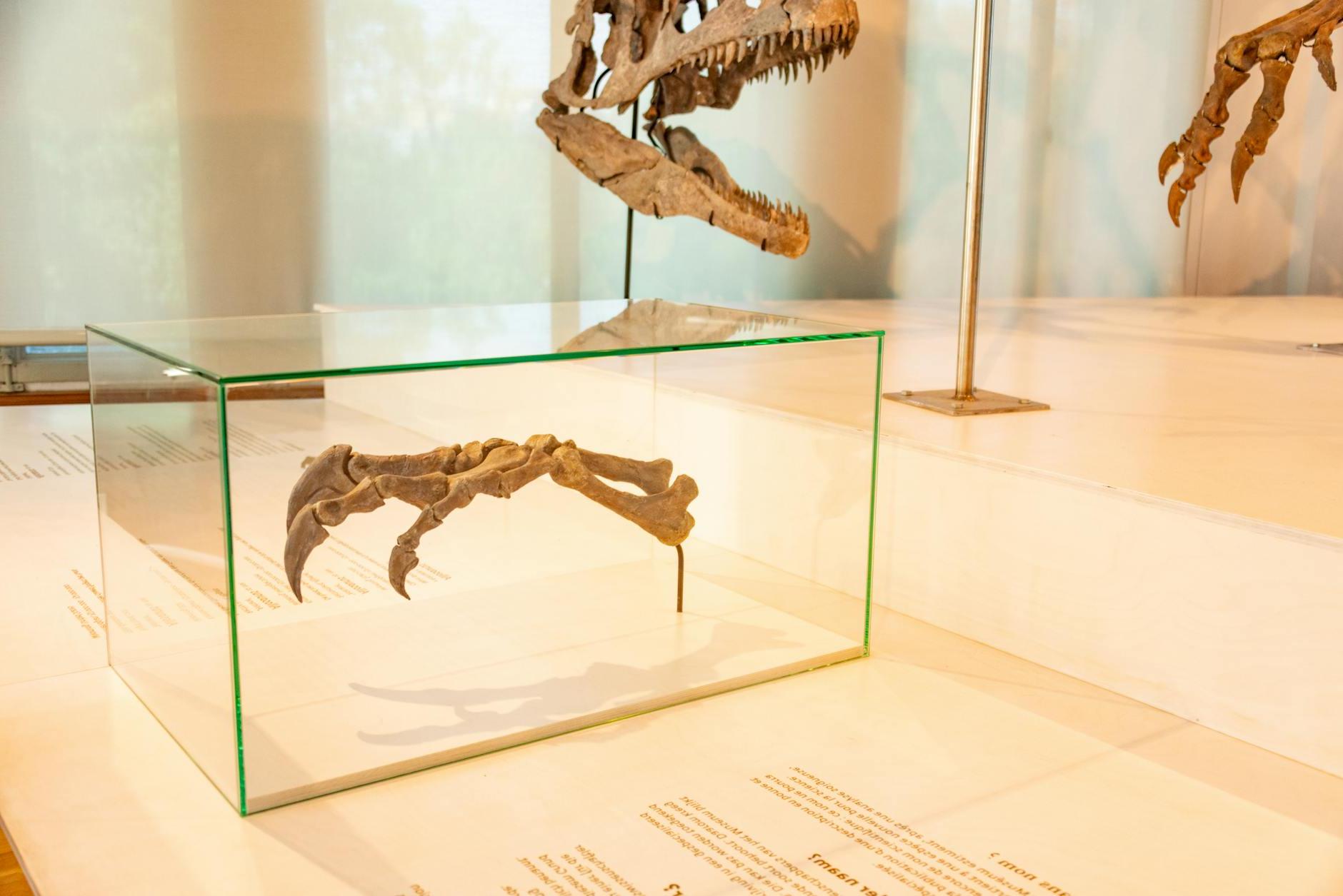 Dinosaur Fossils Displayed in Museum