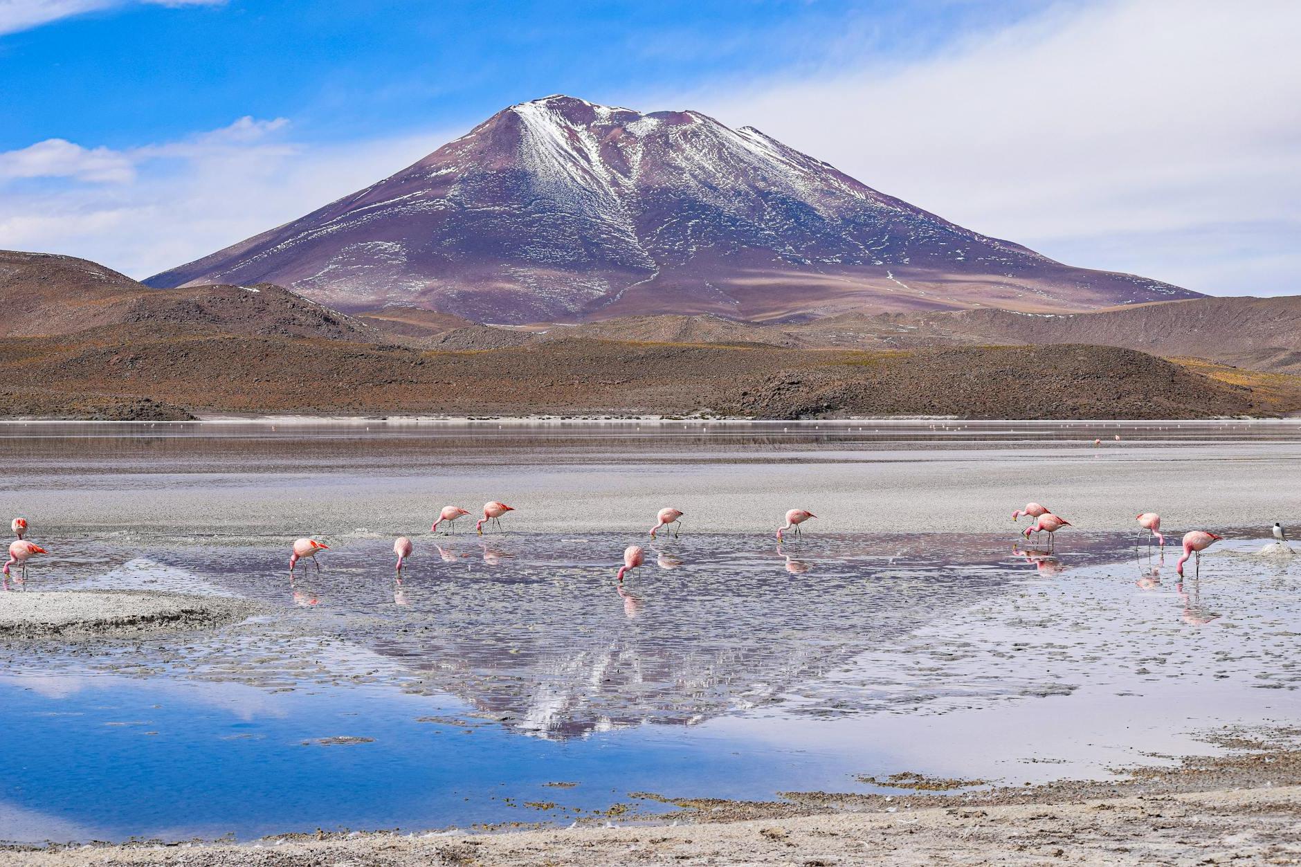 Flamingos Walking in Water in Mountains Landscape