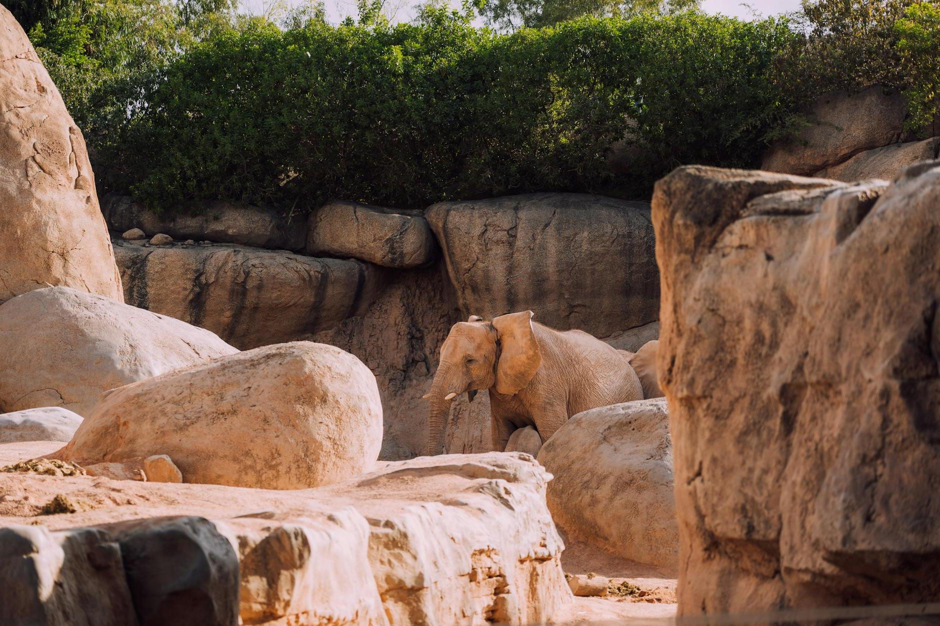 Elephant Walking in Contact Zoo