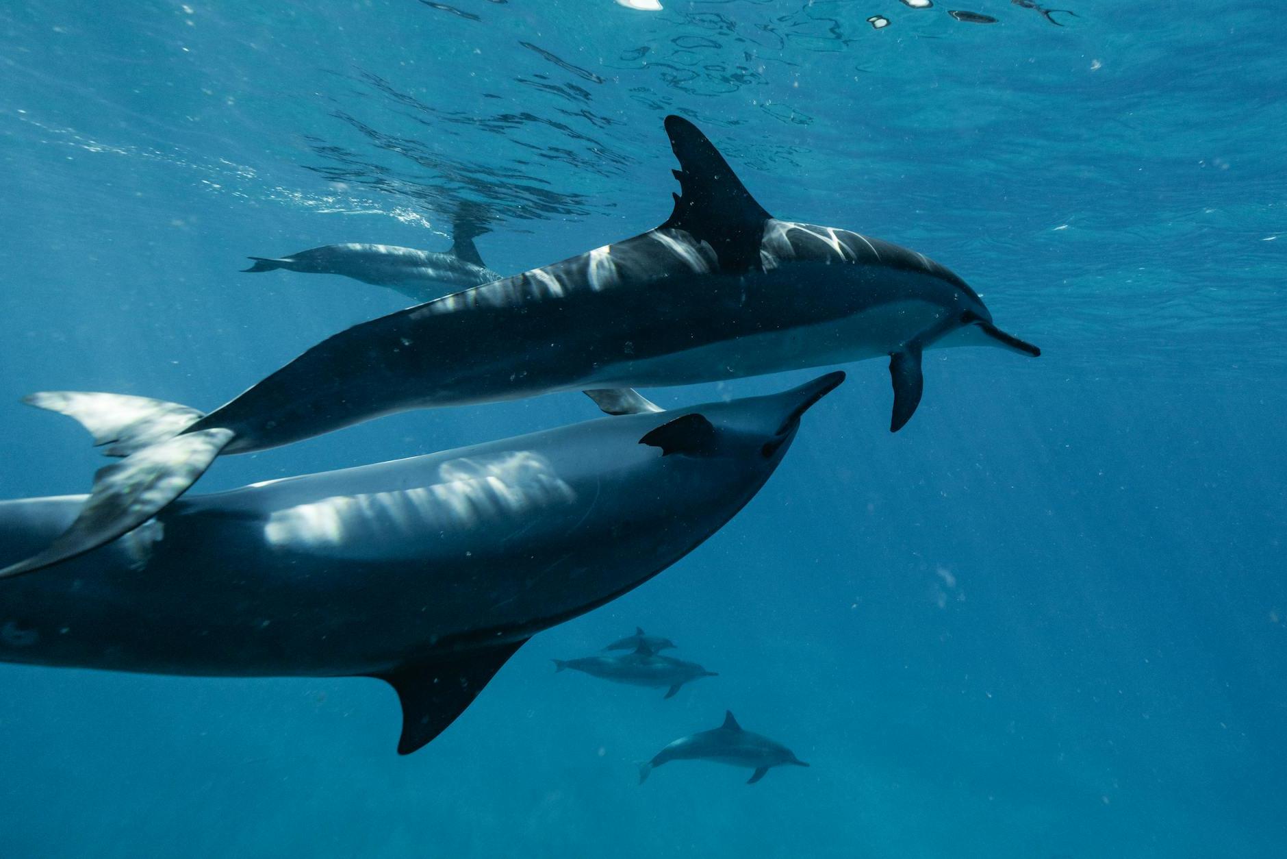 Undersea View of Swimming Dolphins