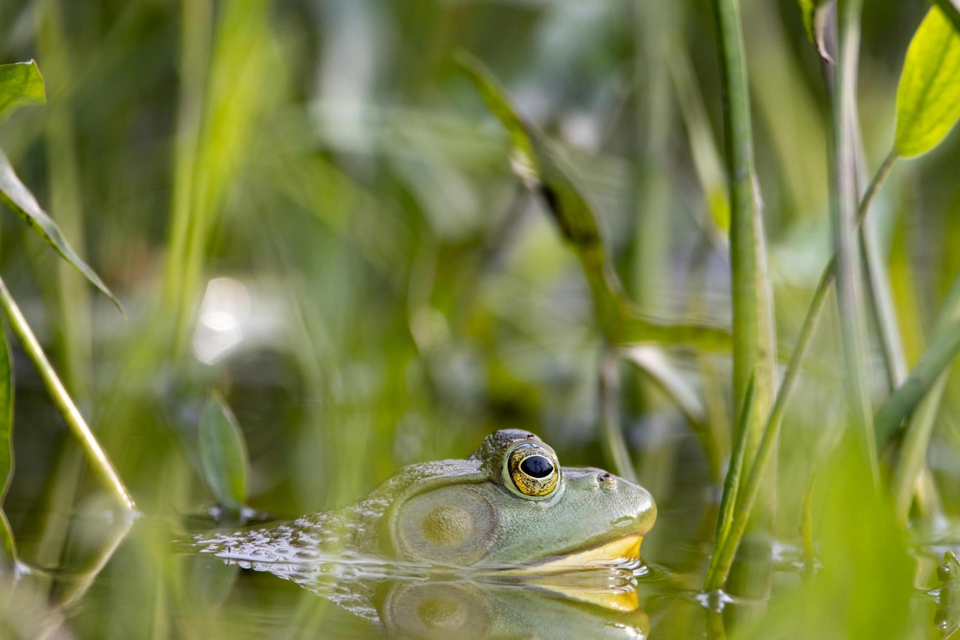 Close-up of a Frog Sitting in the Water 