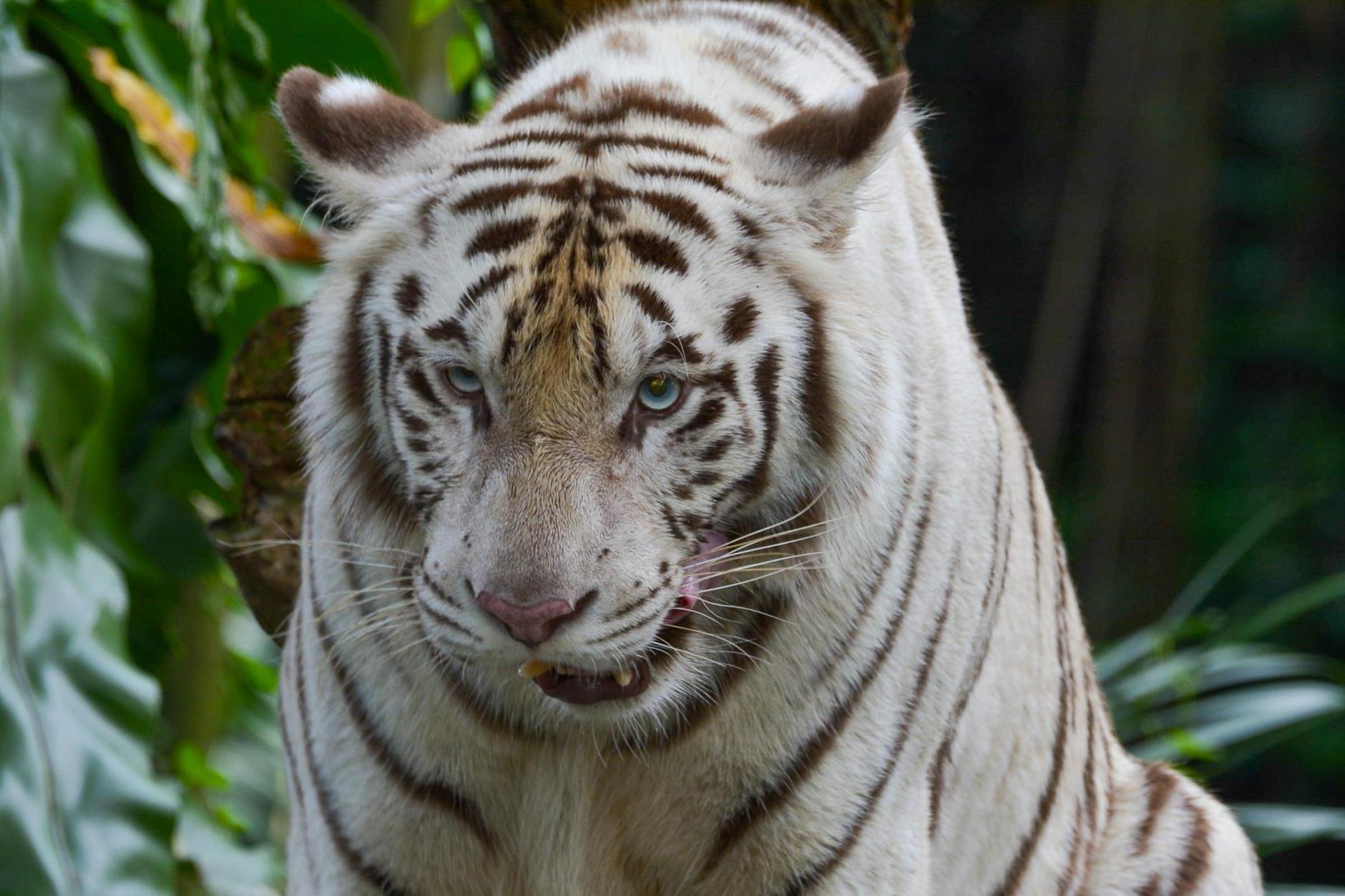 White Tiger in Zoo in Singapore