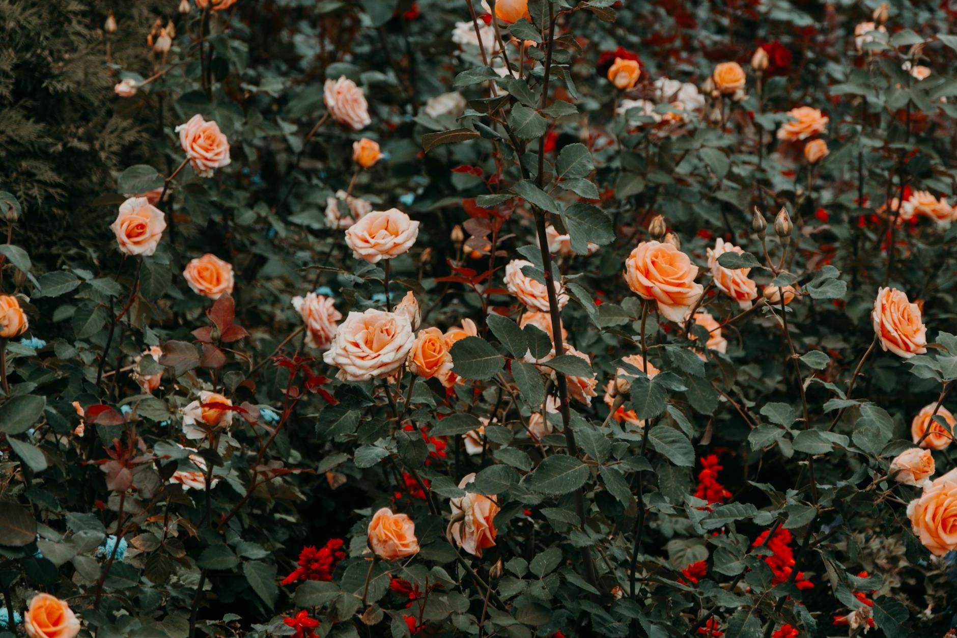 Photo of Rose Flowers