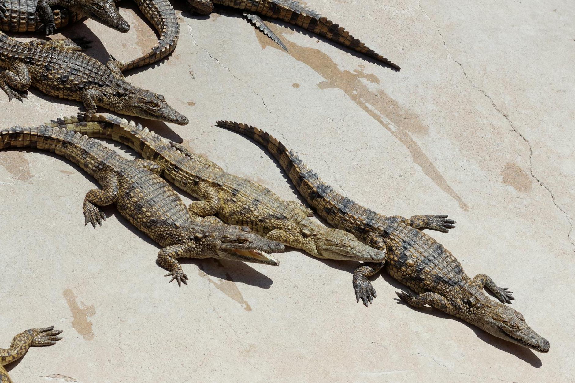 A Bask of Nile Crocodiles on a Concrete Surface 