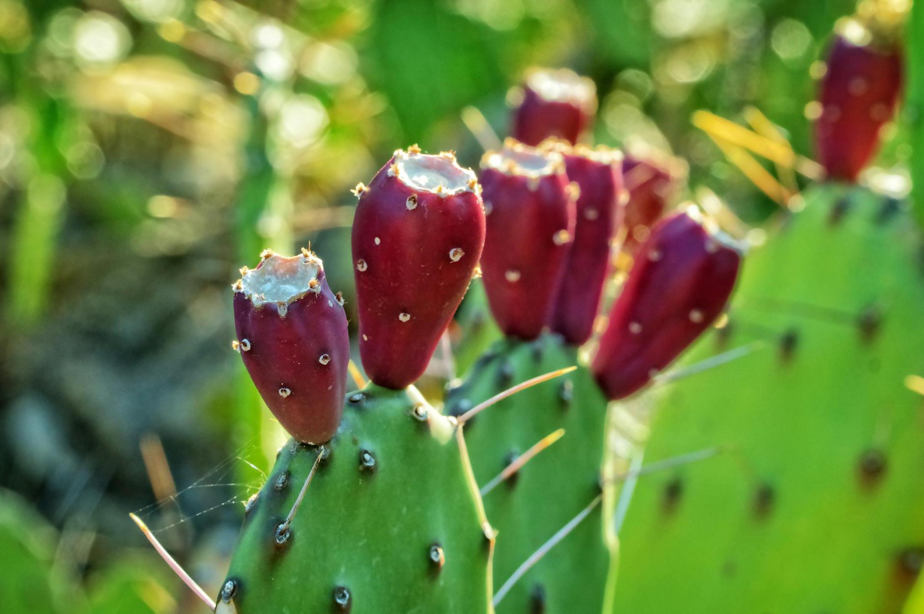 Selective Focus Photography of Prickly Pear Cactus