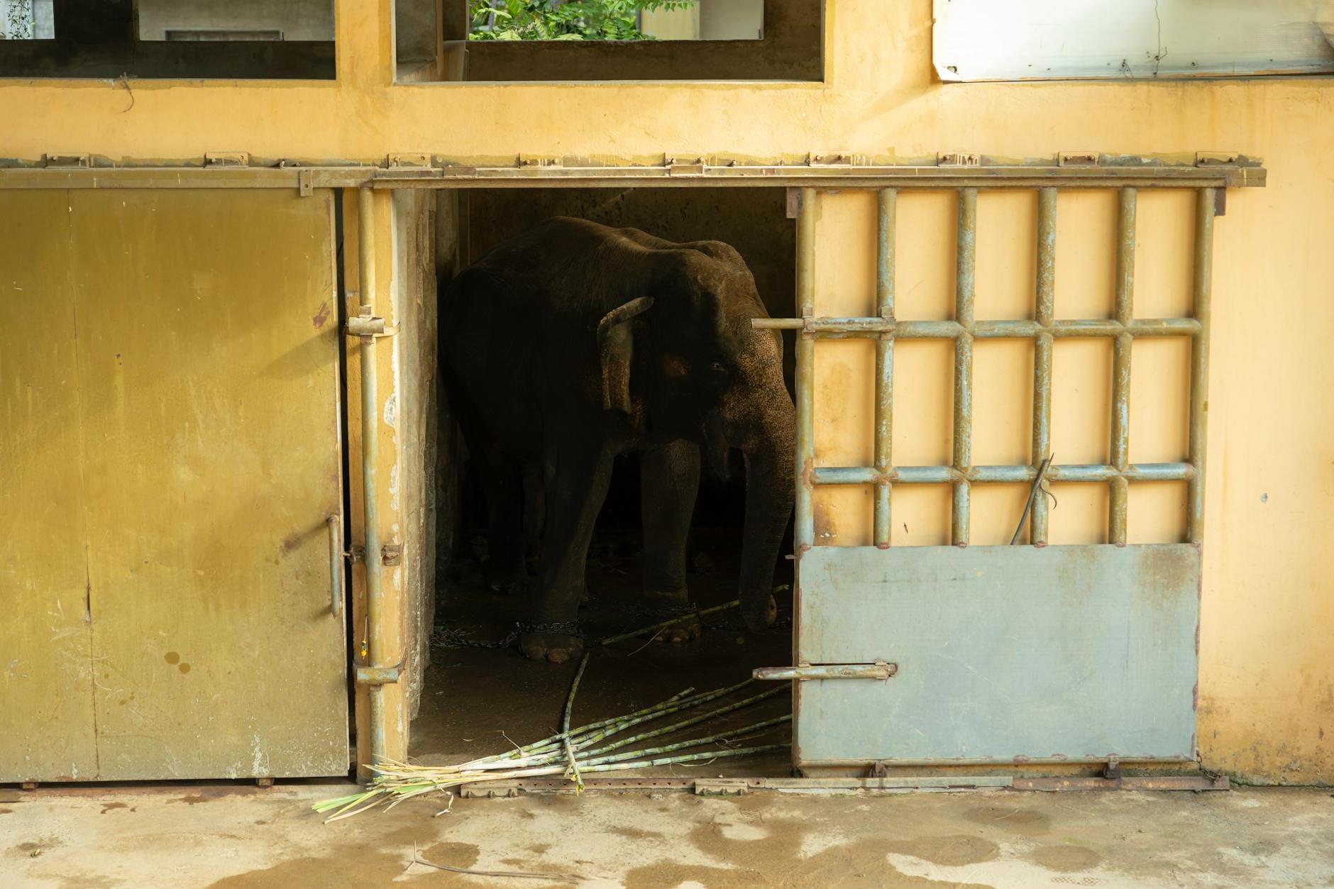 Elephant behind Doorway