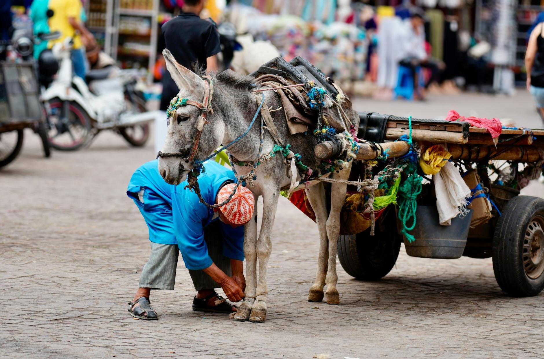 Person Taking Care of Donkey at Farmers Market in Marrakech, Morocco