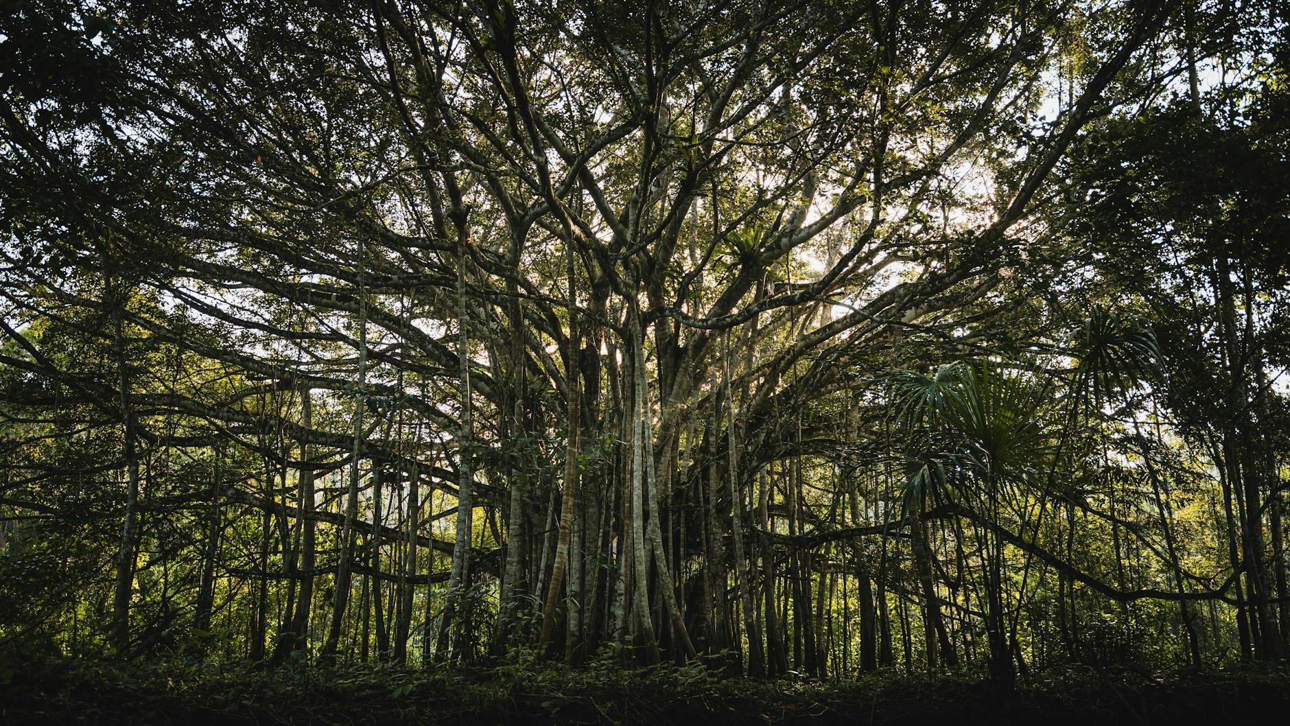 Overgrown Banyan Tree