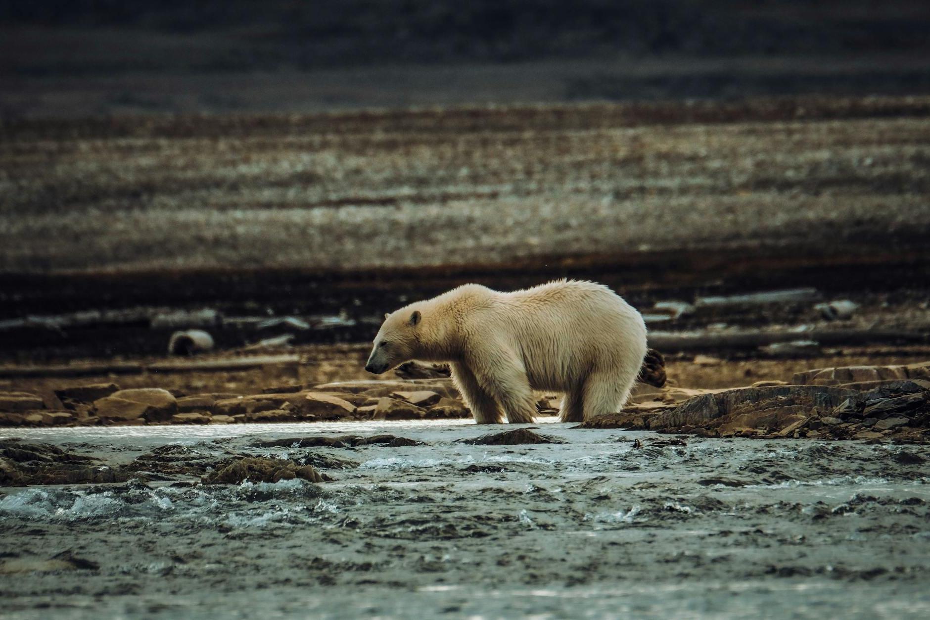 Discover Churchill: 10 Must-Visit Spots in Manitoba’s Polar Bear Capital