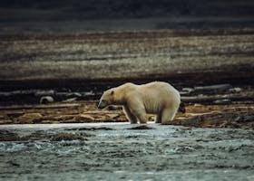 Discover Churchill: 10 Must-Visit Spots in Manitoba’s Polar Bear Capital