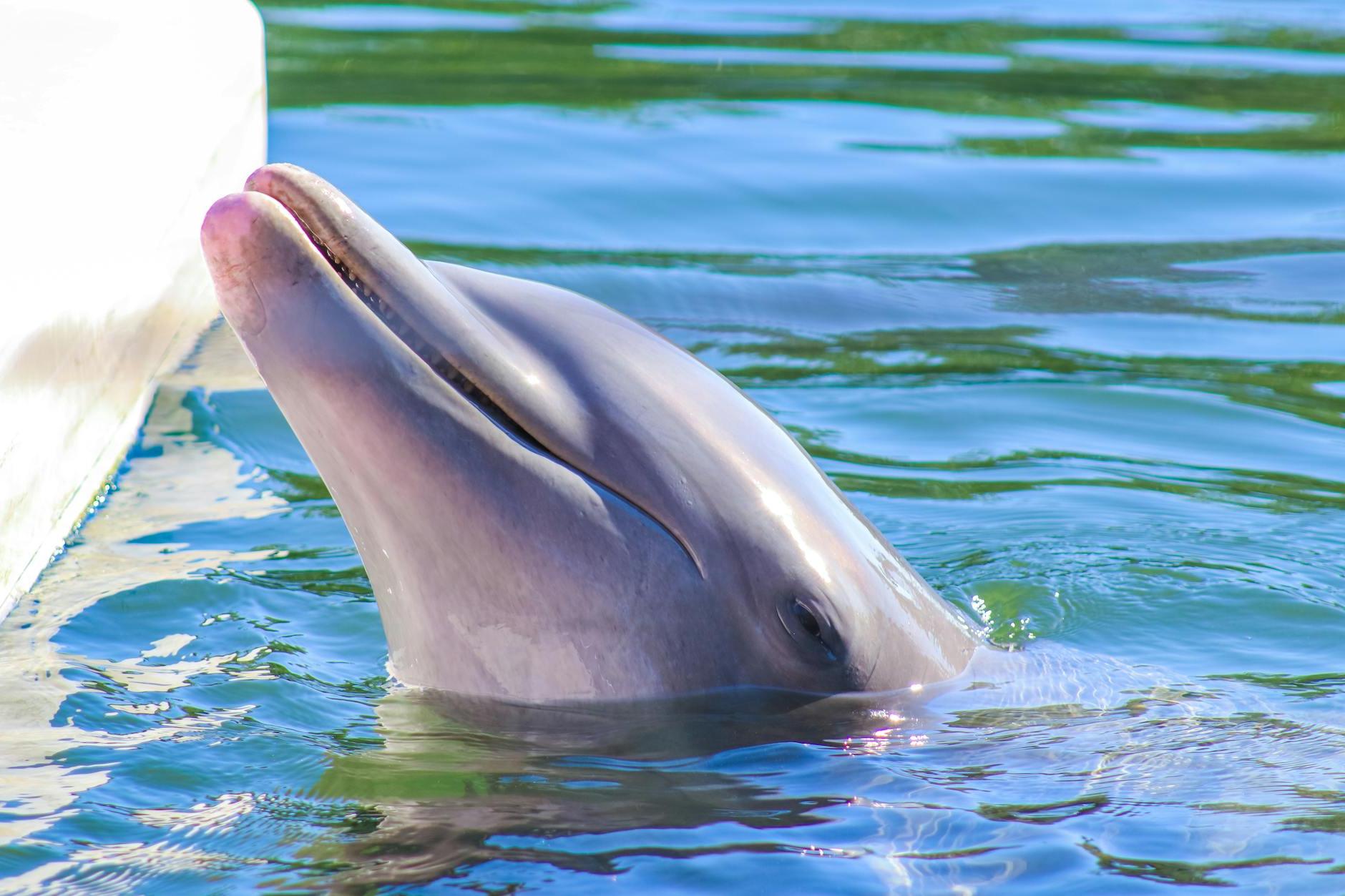 A dolphin is swimming in the water