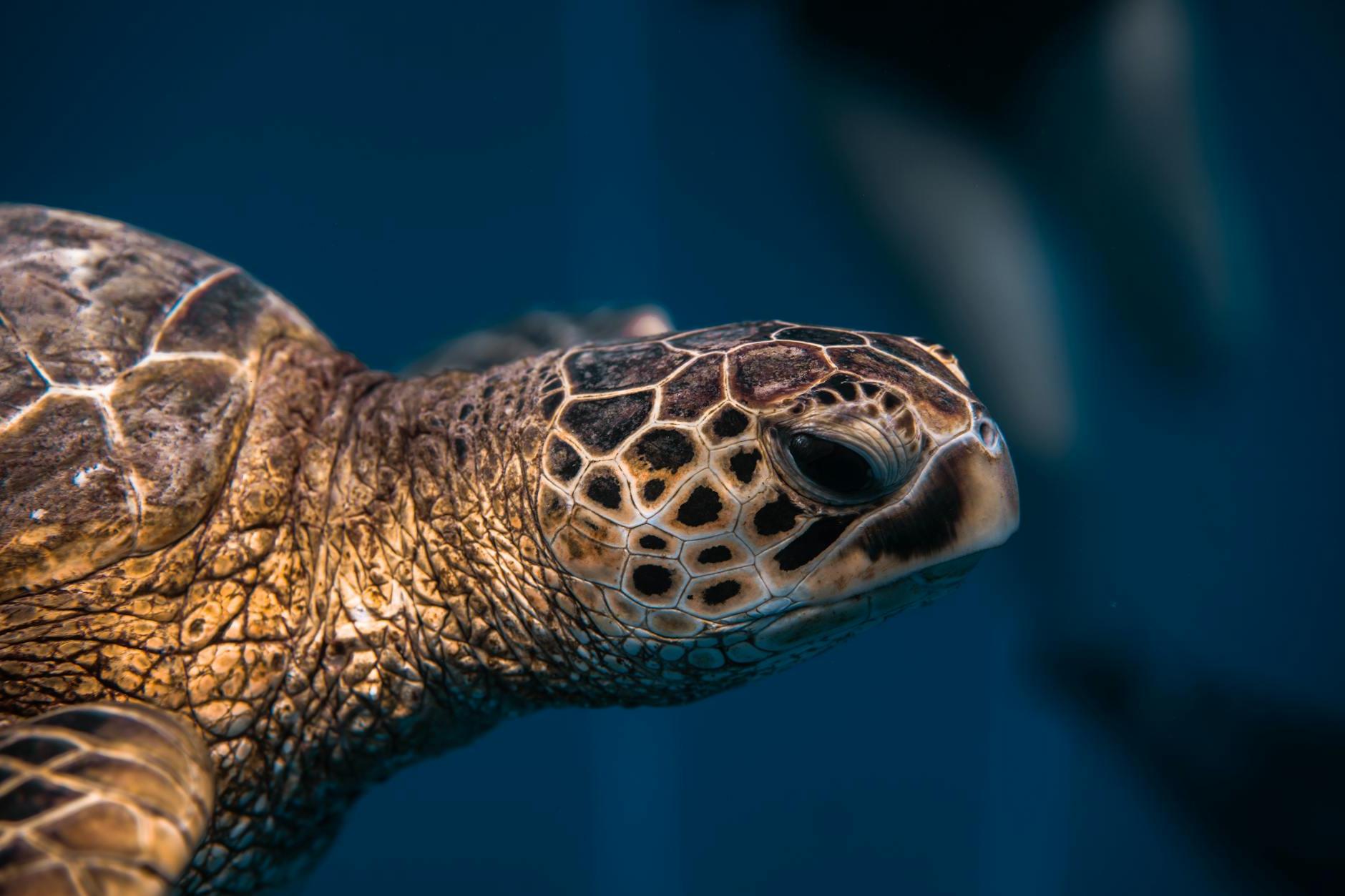 A close up of a green sea turtle swimming in the water